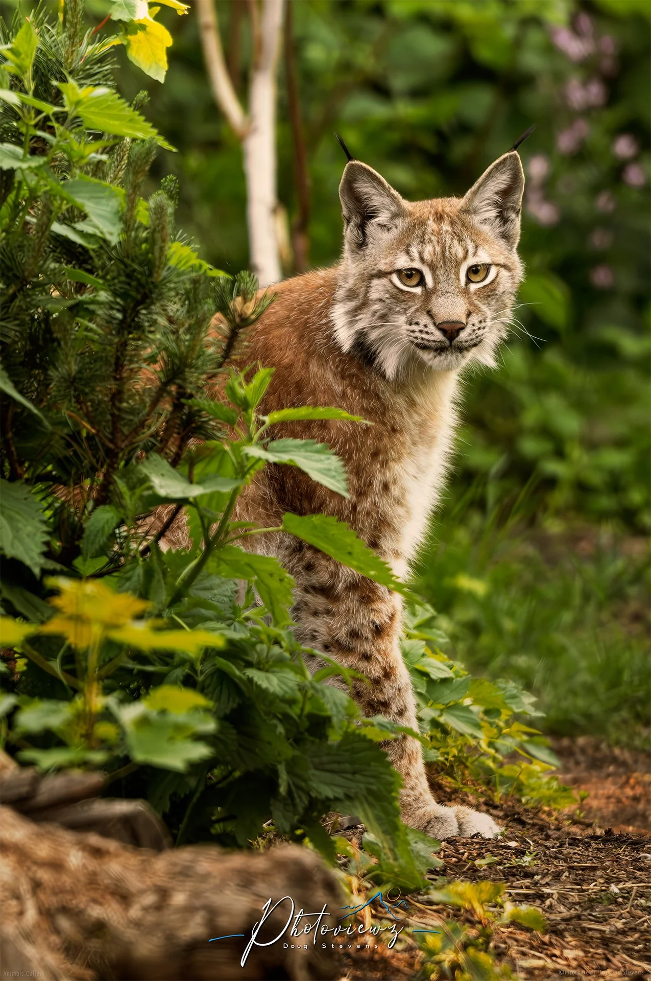 305_DST_Animals_Eurasian_Lynx_Seated_P.jpg