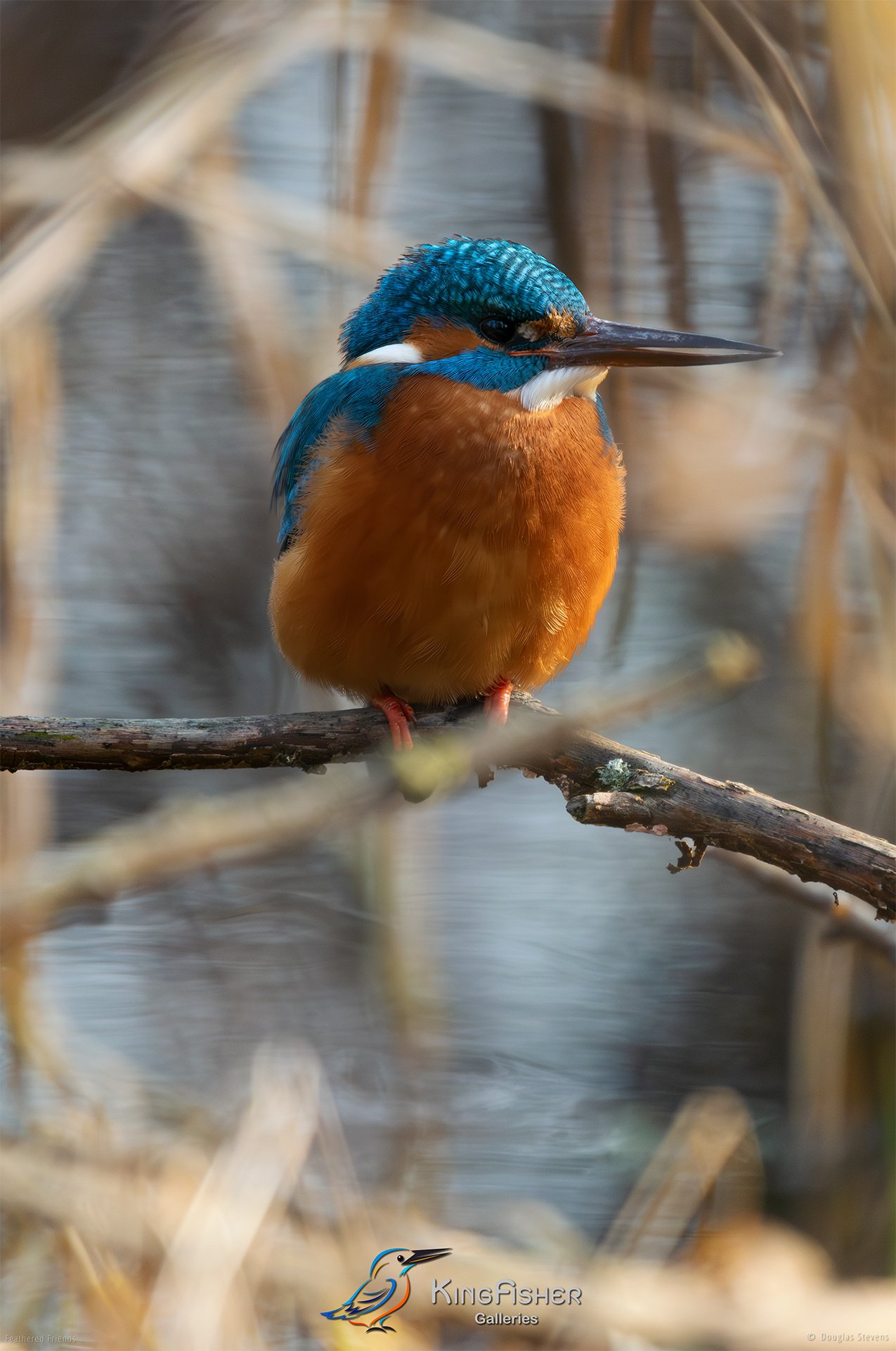 449_DST_Birds_2025_Kingfisher_P.jpg