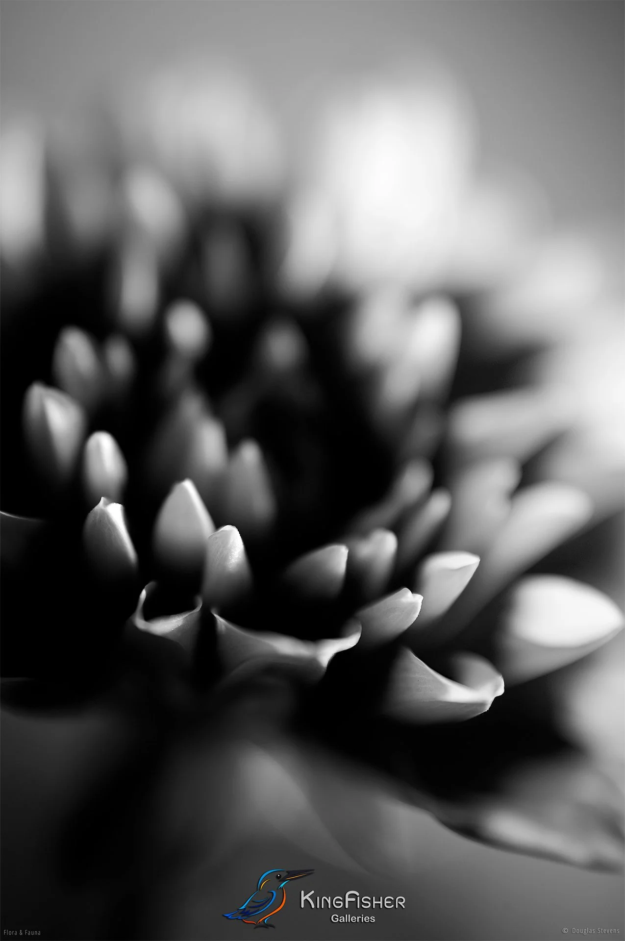 020_DST_Flora_Fauna_2008_Dahlia_Bloom_P_BW.jpg