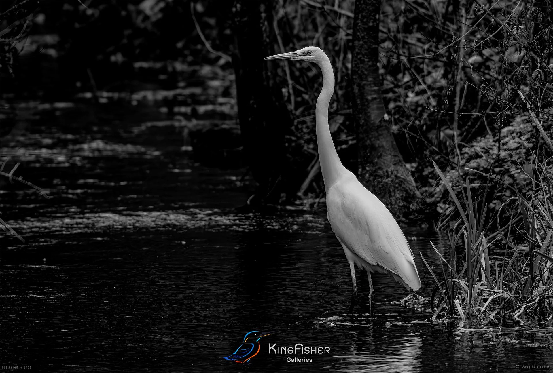 732_DST_Birds_2025_Great_Egret_Fishing_L_BW.jpg