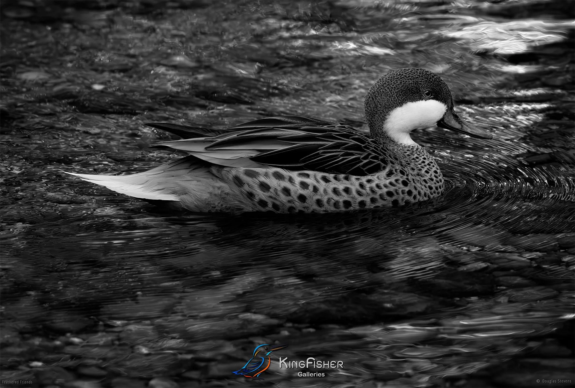 597_DST_Birds_2025_White_Cheeked_Pintail_L_BW.jpg