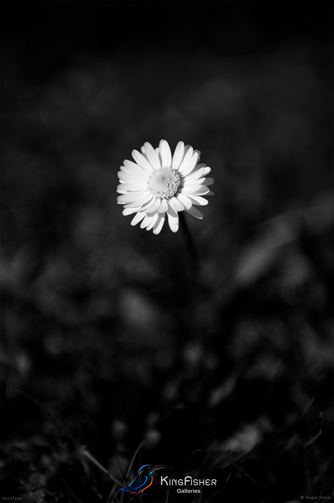 017_DST_Flora_Fauna_2008_Common_Daisy_P_BW.jpg