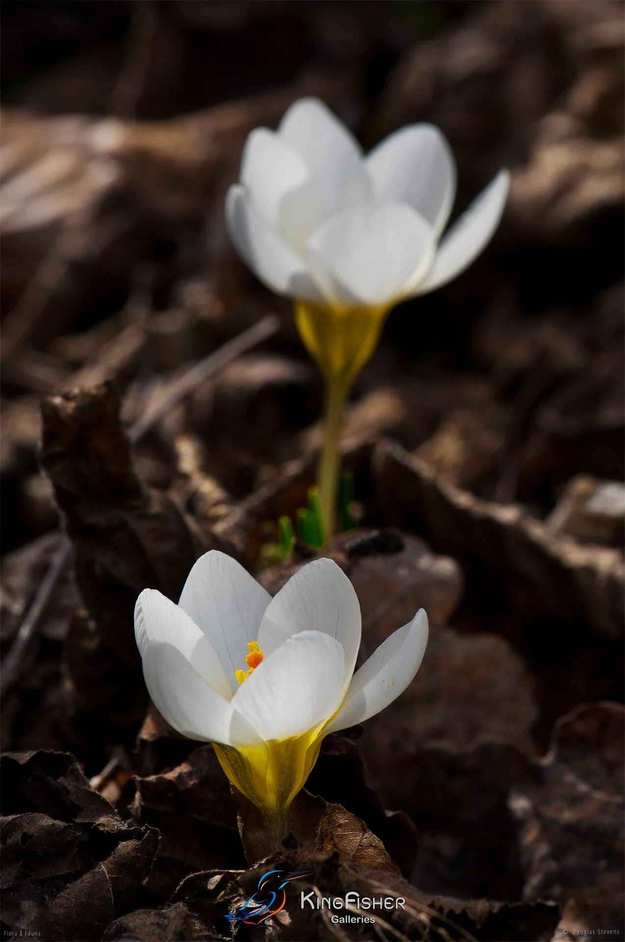 019_DST_Flora_Fauna_2008_Crocus_Ochroleucus_P.jpg