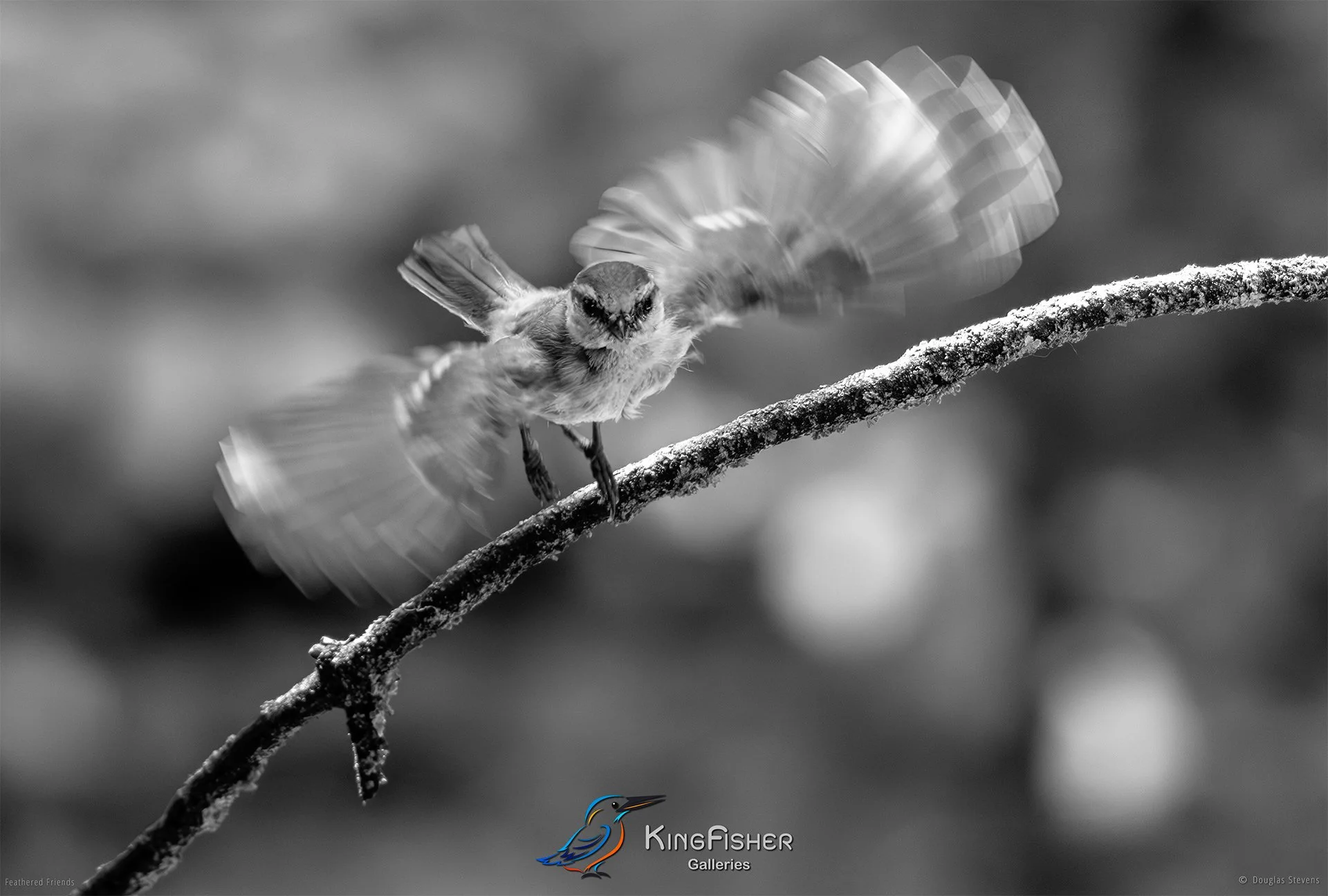 628_DST_Birds_2025_Blue_Tit_Takeoff_L_BW.jpg