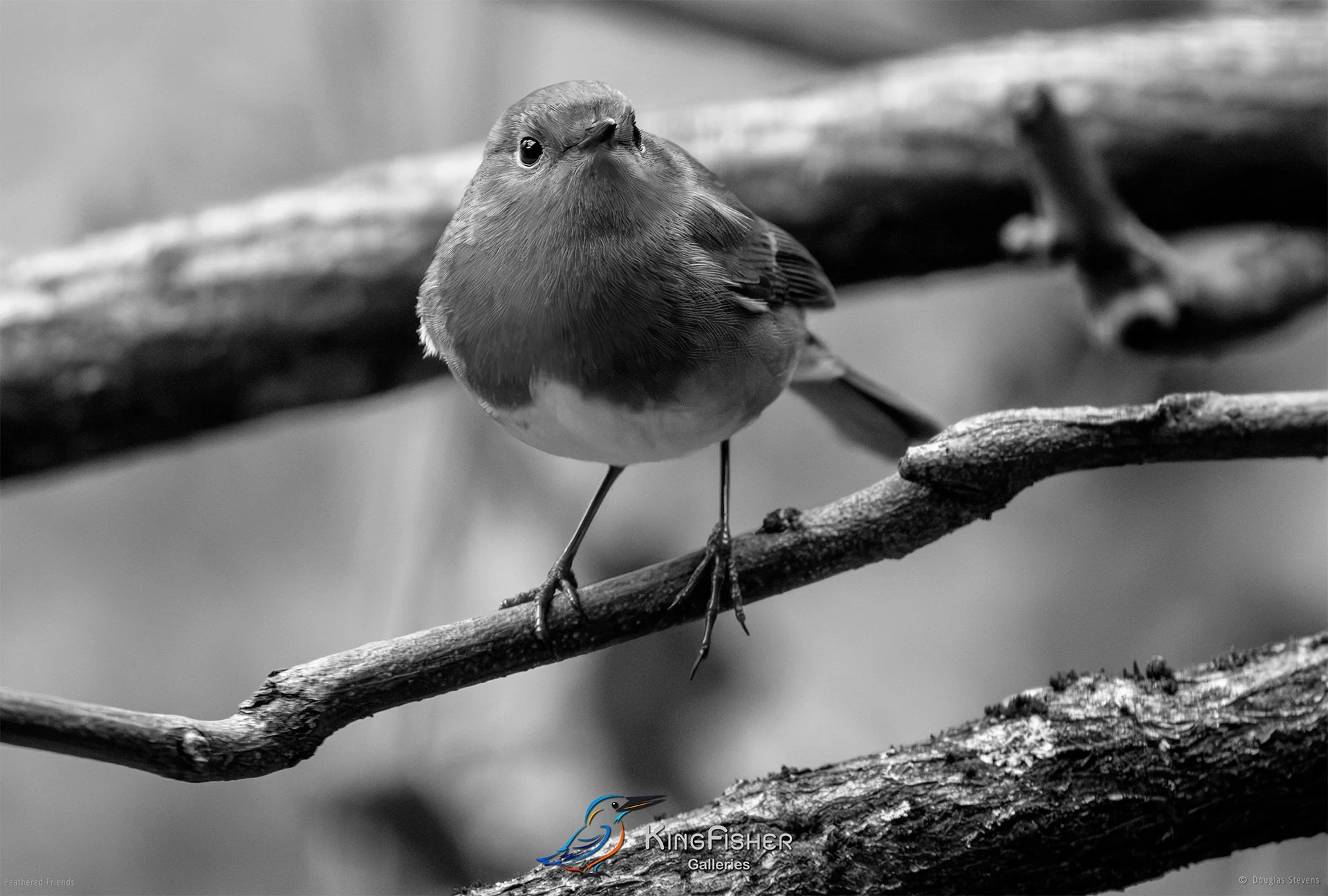 680_DST_Birds_2025_Robin_L_BW.jpg