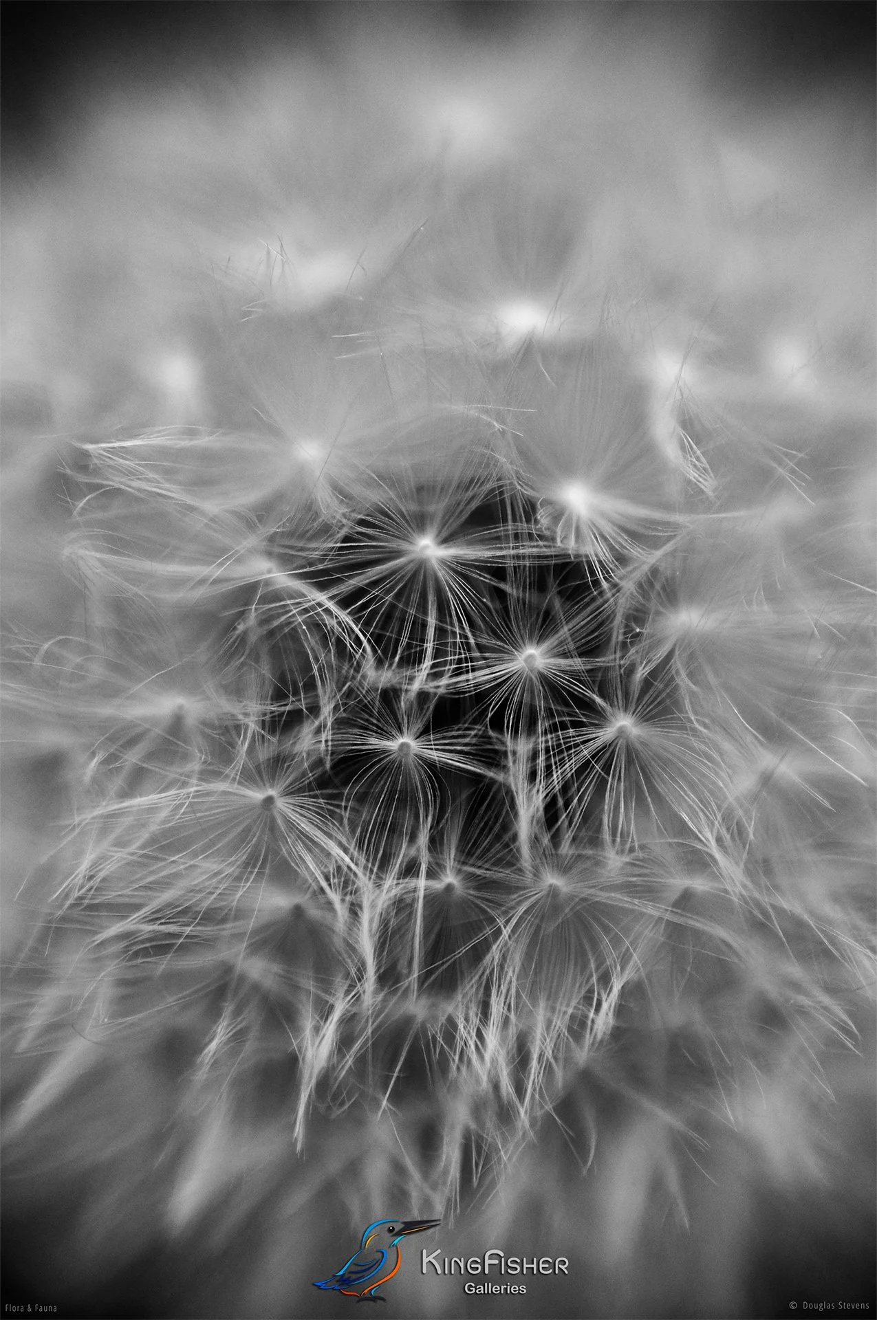 037_DST_Flora_Fauna_2009_Taraxacum_Officinale_P_BW.jpg