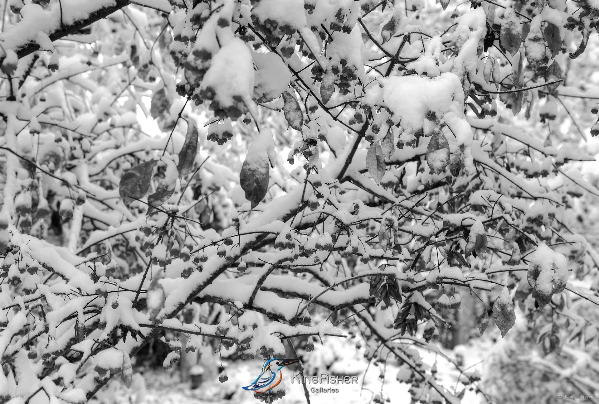 009_DST_Flora_Fauna_2008_Berry_Cold_L_BW.jpg