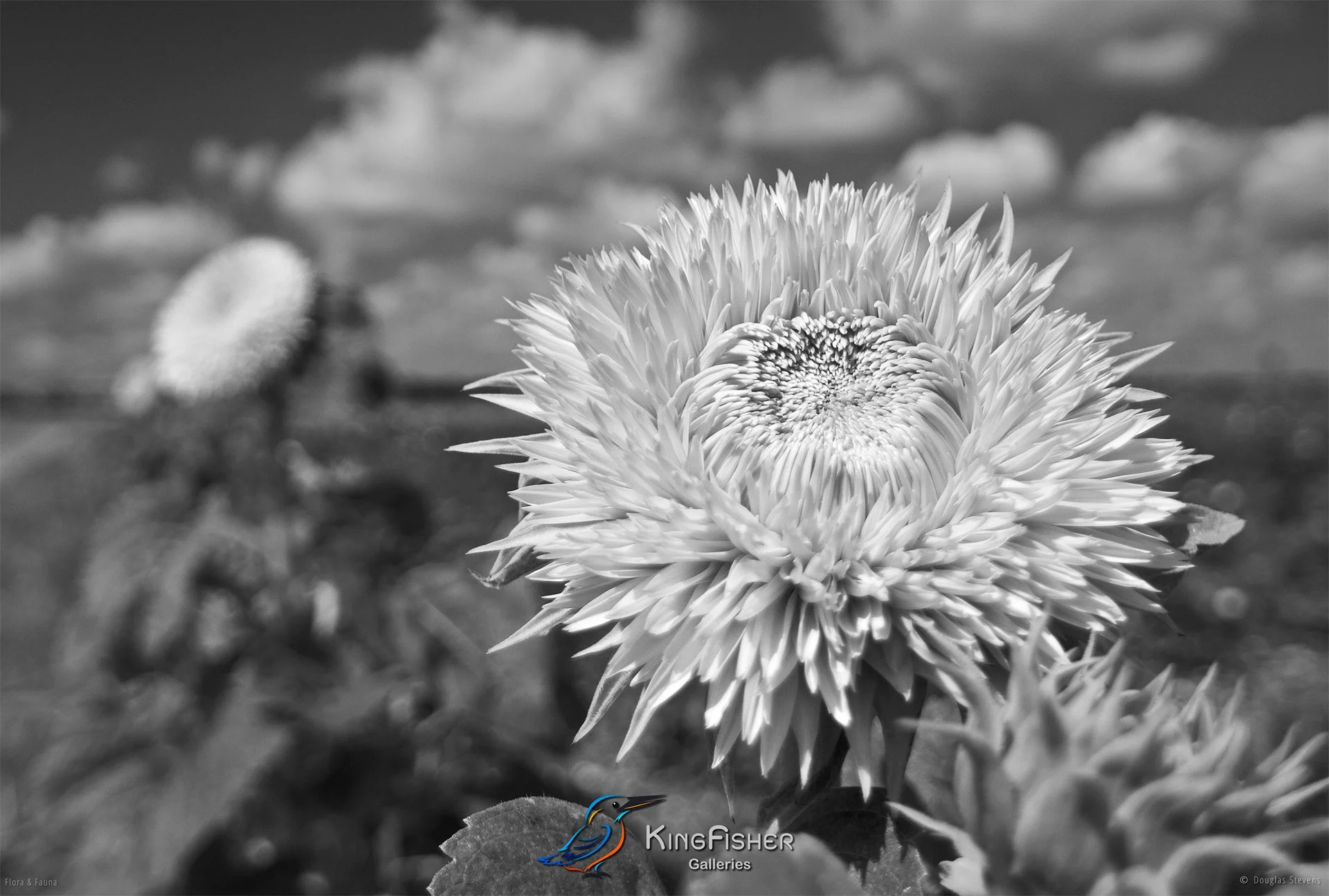 023_DST_Flora_Fauna_2008_Helianthus_Annuus_L_BW.jpg