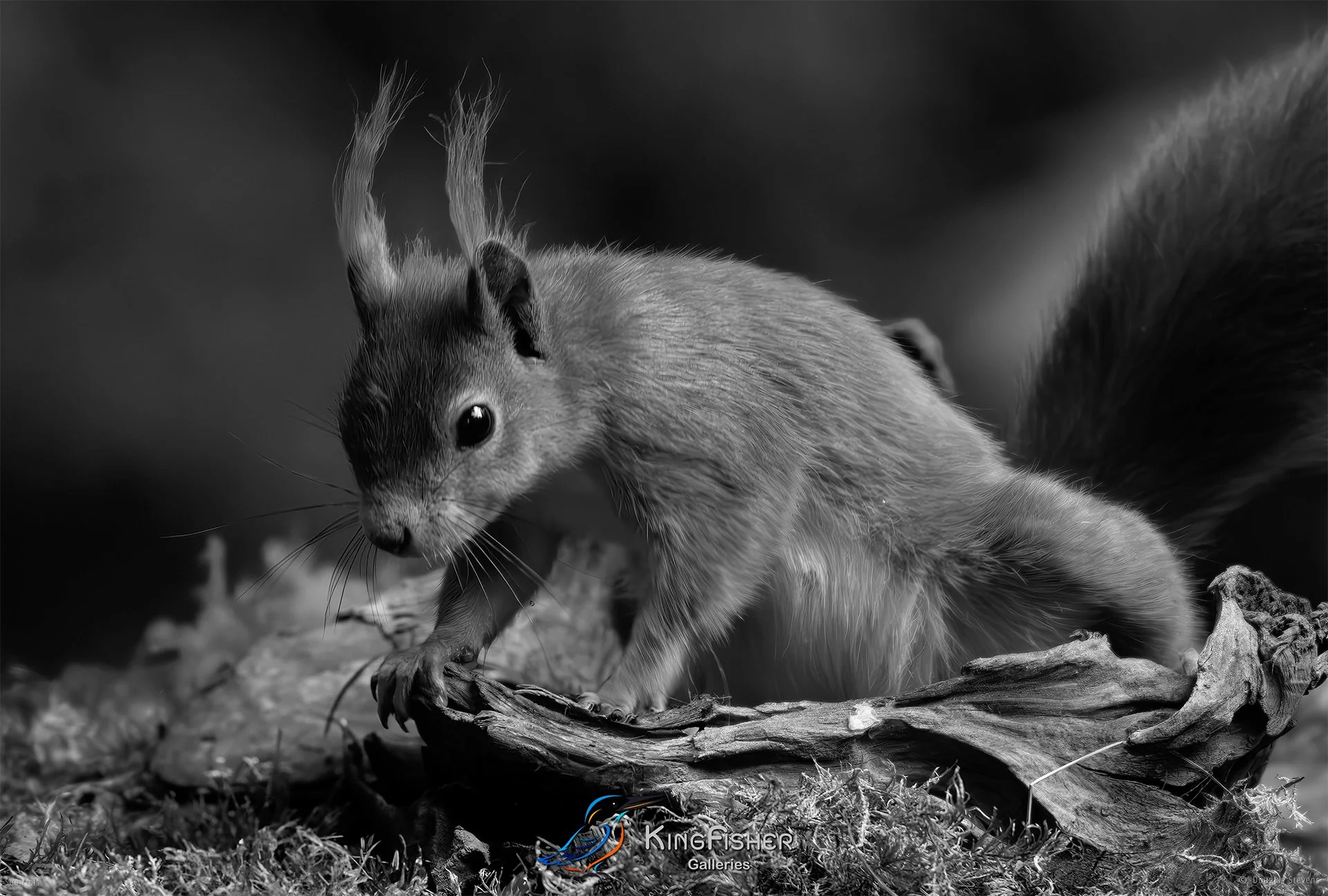564_DST_Squirrels_Searching_L_BW.jpg