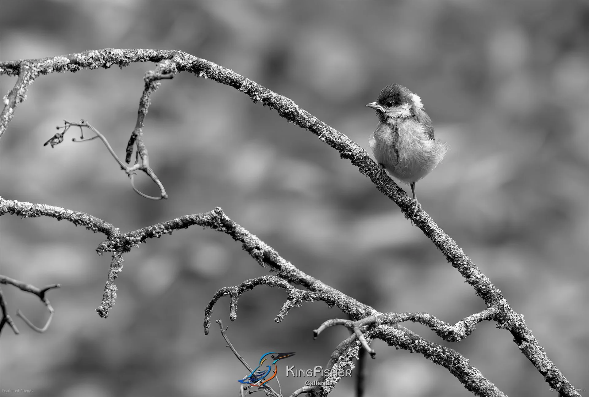 569_DST_Birds_2025_Great_Tit_Fledgling_L_BW.jpg