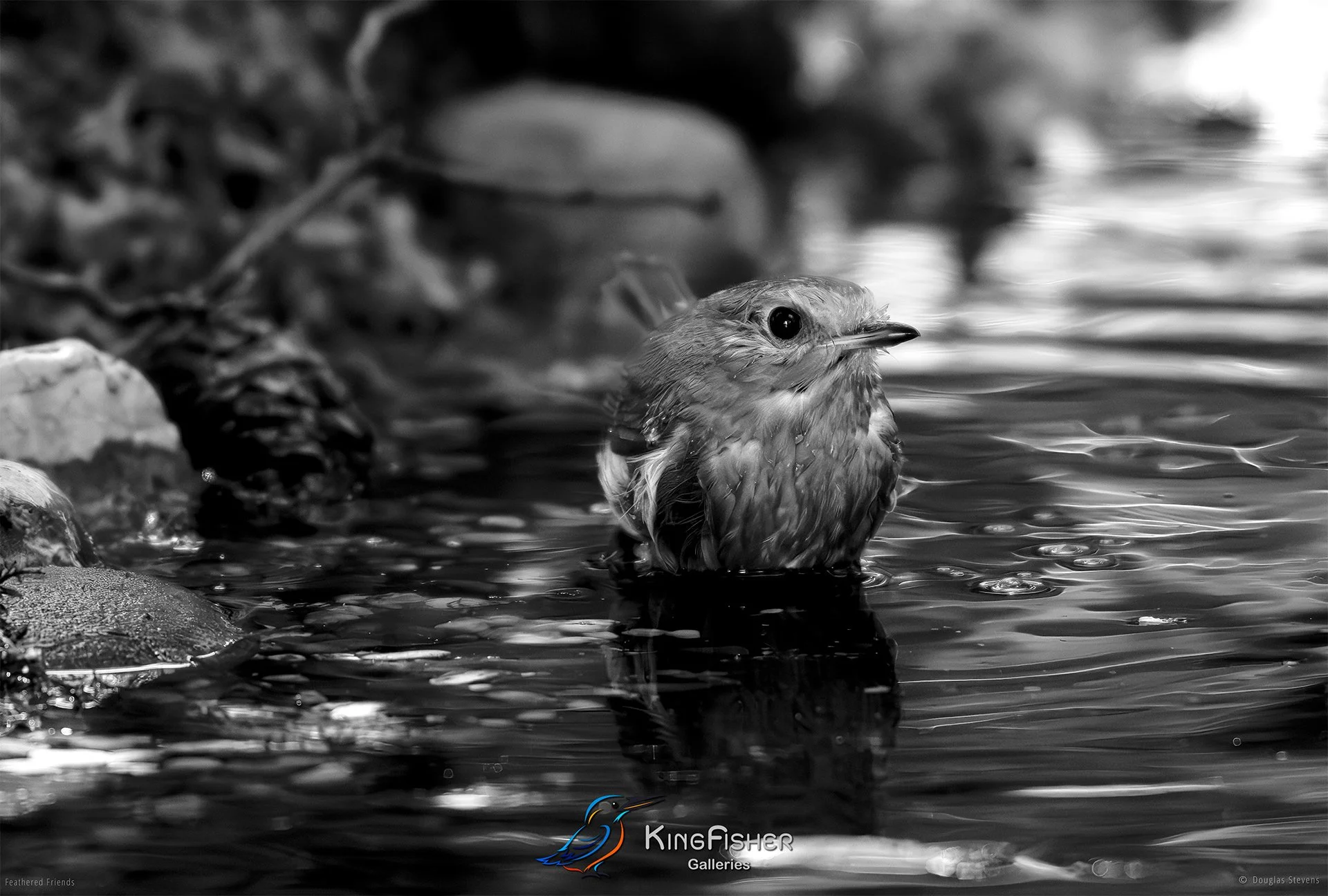 660_DST_Birds_2025_Robin_Bathday_L_BW.jpg