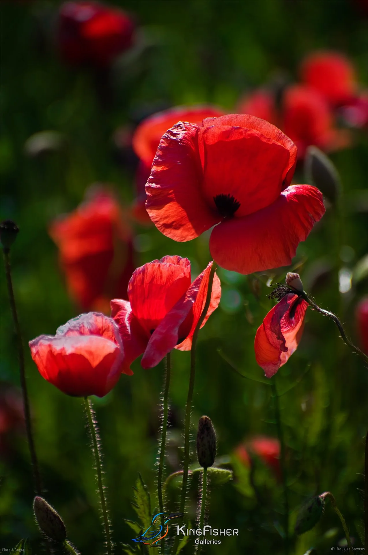 106_DST_Flora_Fauna_2014_Poppies_P.jpg