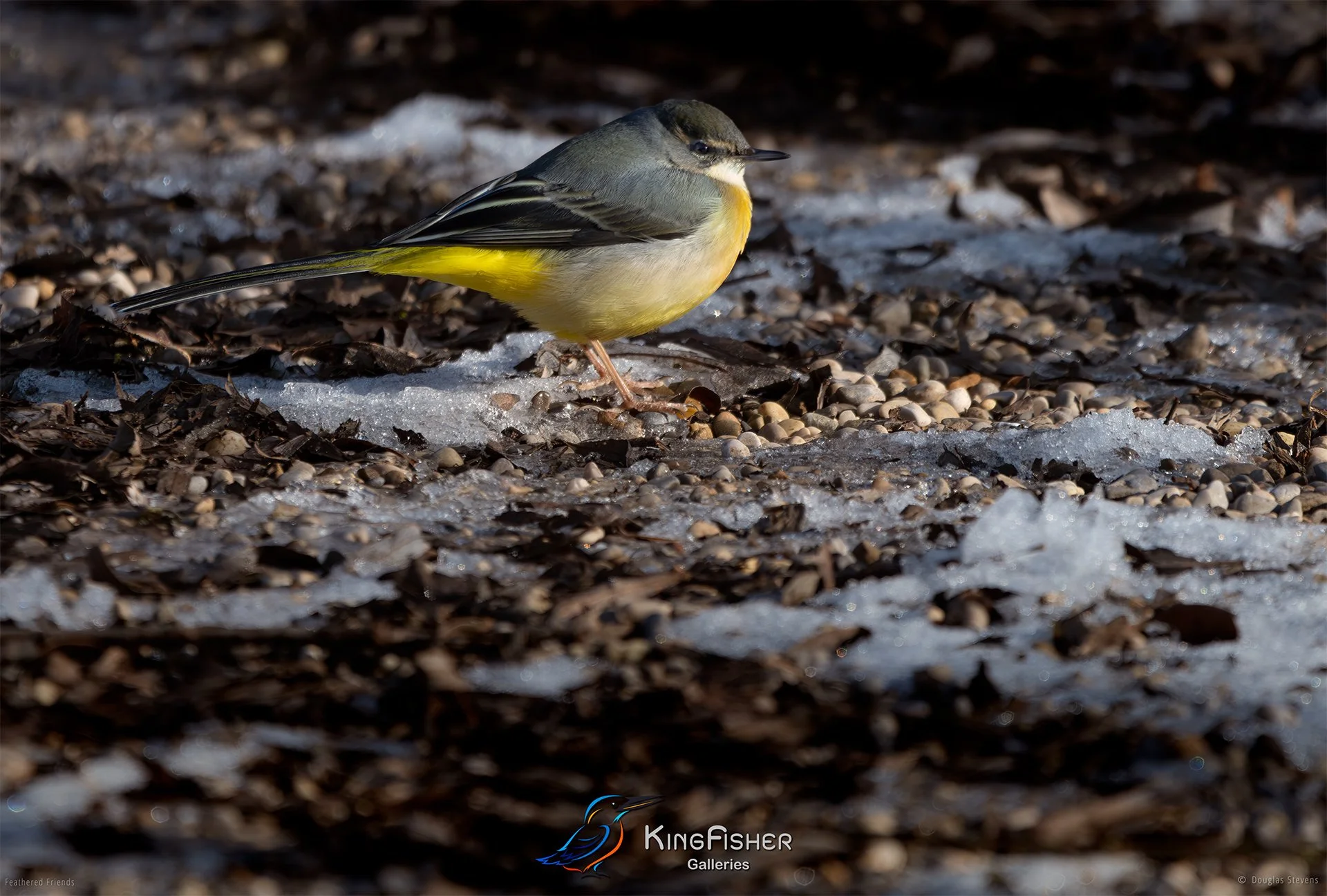 414_DST_Birds_2025_Grey_Wagtail_L.jpg