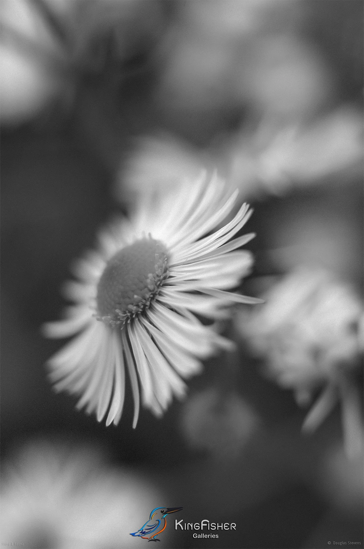 024_DST_Flora_Fauna_2008_Lightness_P_BW.jpg