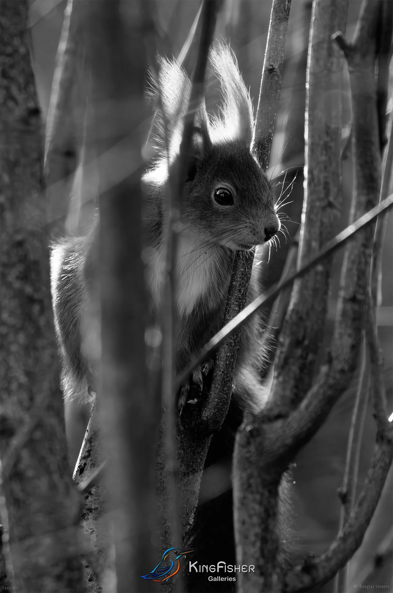 553_DST_Squirrels_Perfect_Camo_P_BW.jpg