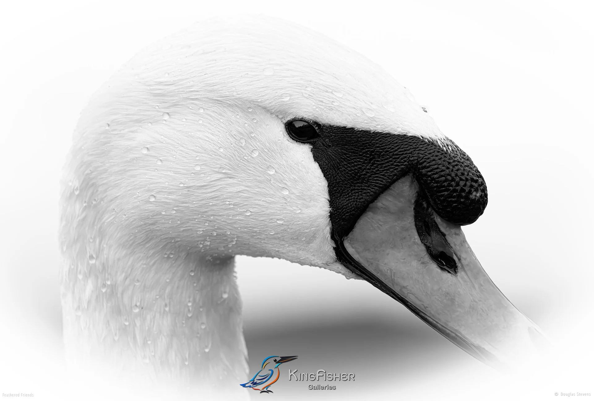 502_DST_Birds_2025_Swan_Portrait_L_BW.jpg