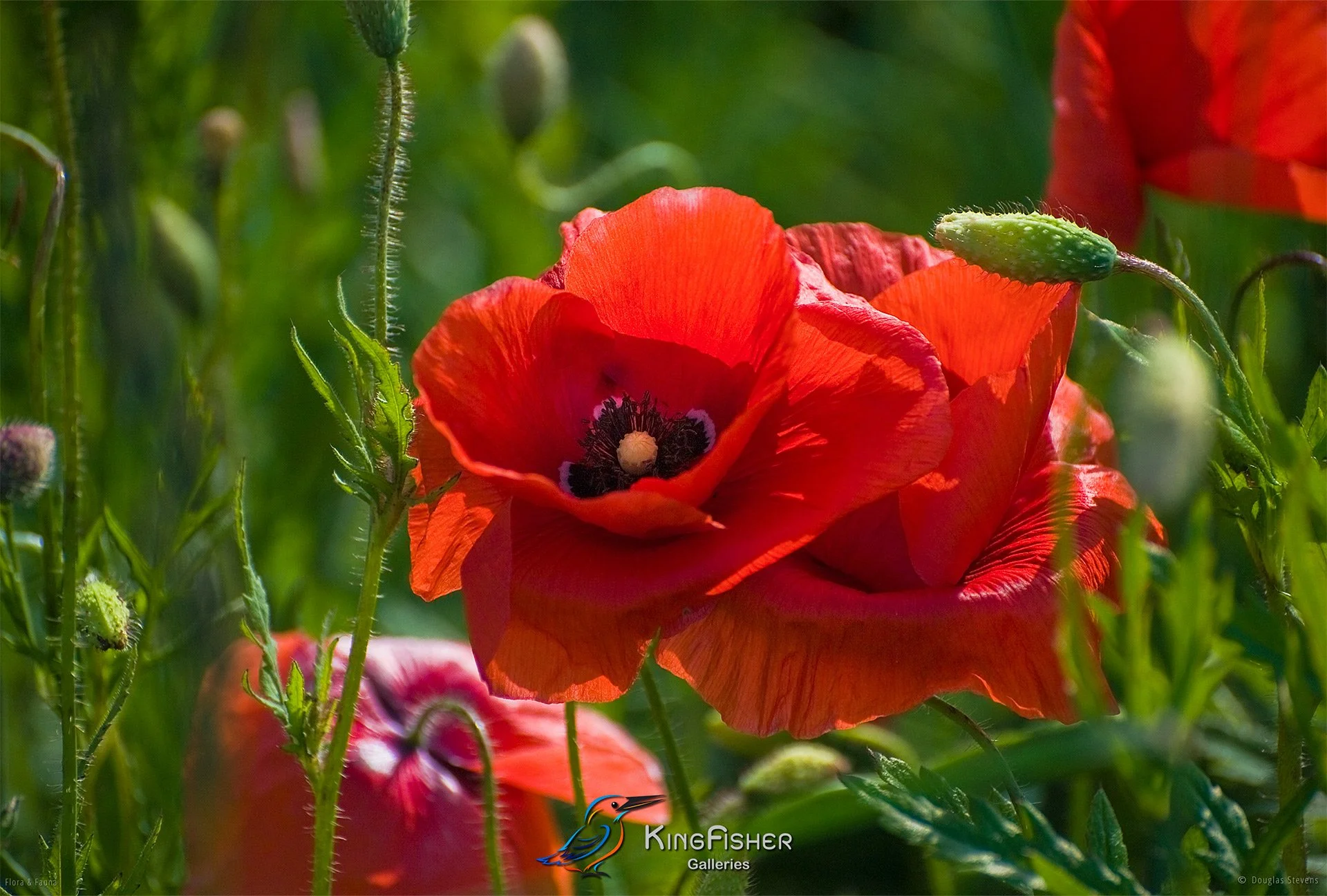 105_DST_Flora_Fauna_2014_Poppies_L.jpg