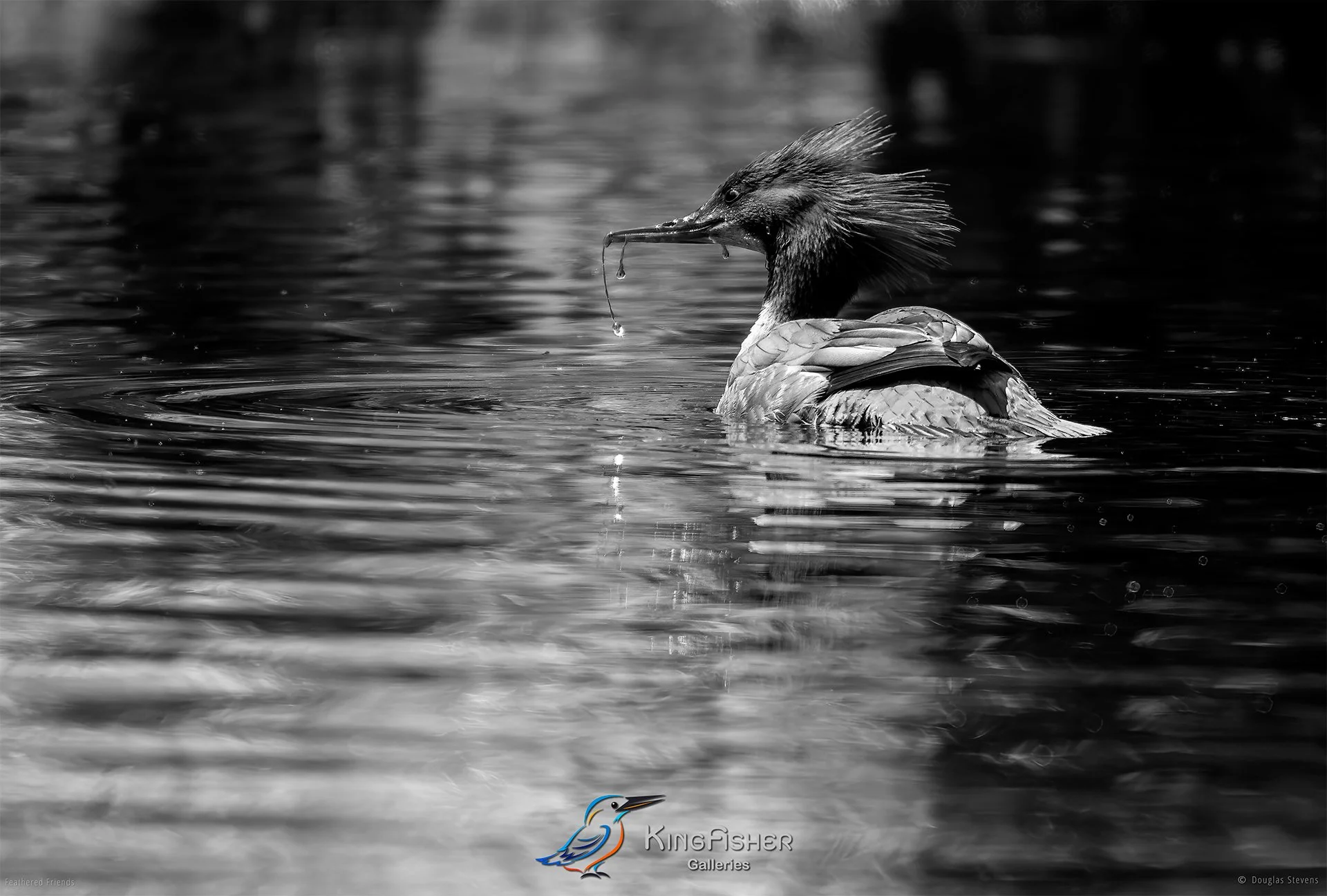 671_DST_Birds_2025_Common_Merganser_L_BW.jpg