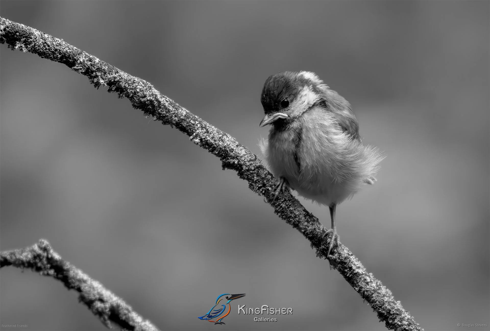 568_DST_Birds_2025_Great_Tit_Fledgling_L_BW.jpg