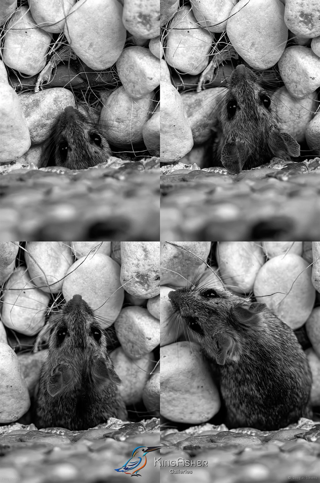 306_DST_Animals_Mouse_The_Coast_is_Clear_P_BW.jpg