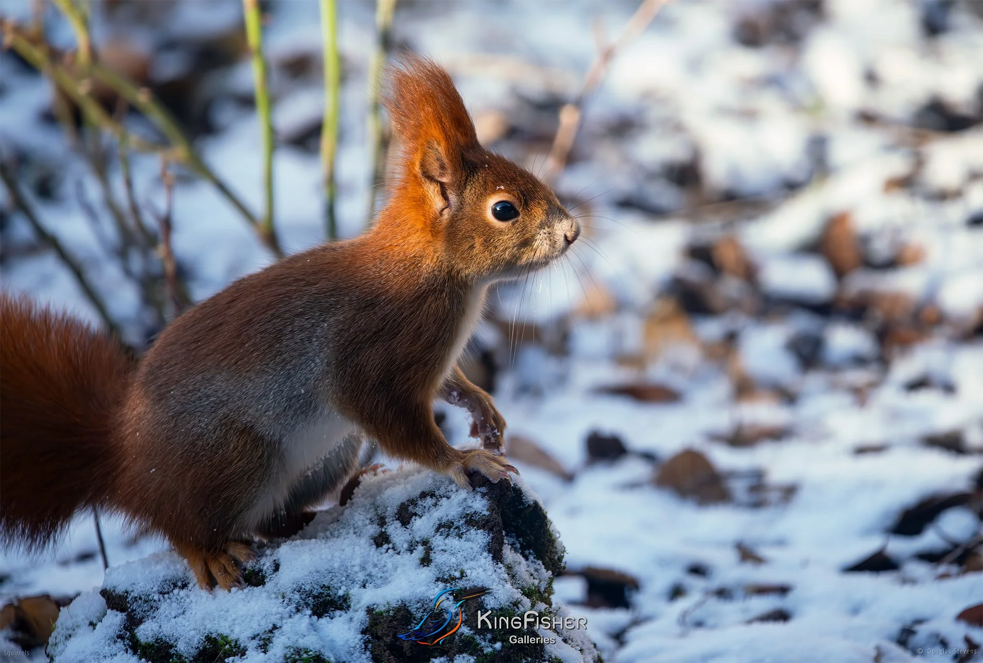585_DST_Squirrels_Winter_Wonderland_L.jpg
