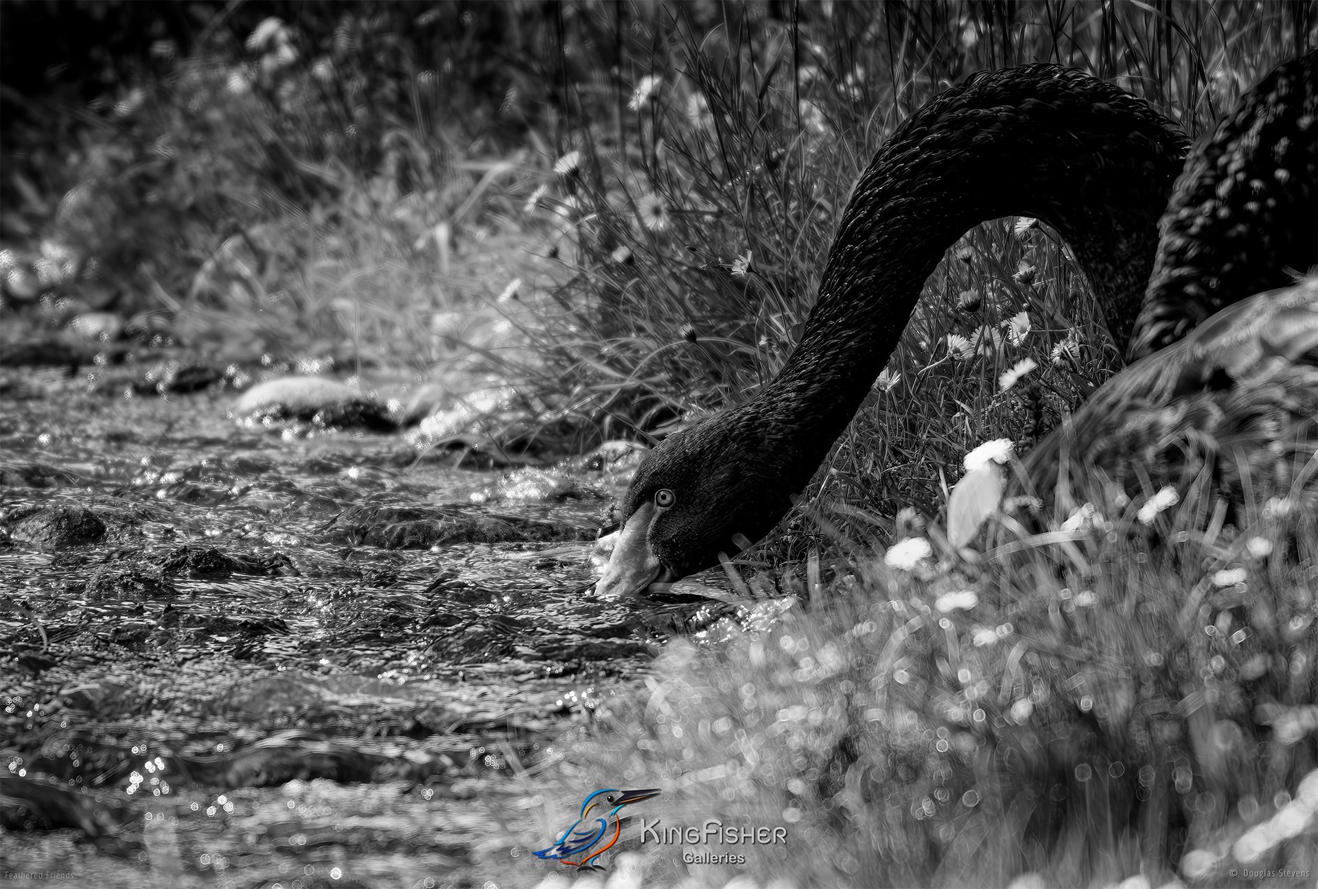 559_DST_Birds_2025_Black_Swan_L_BW.jpg