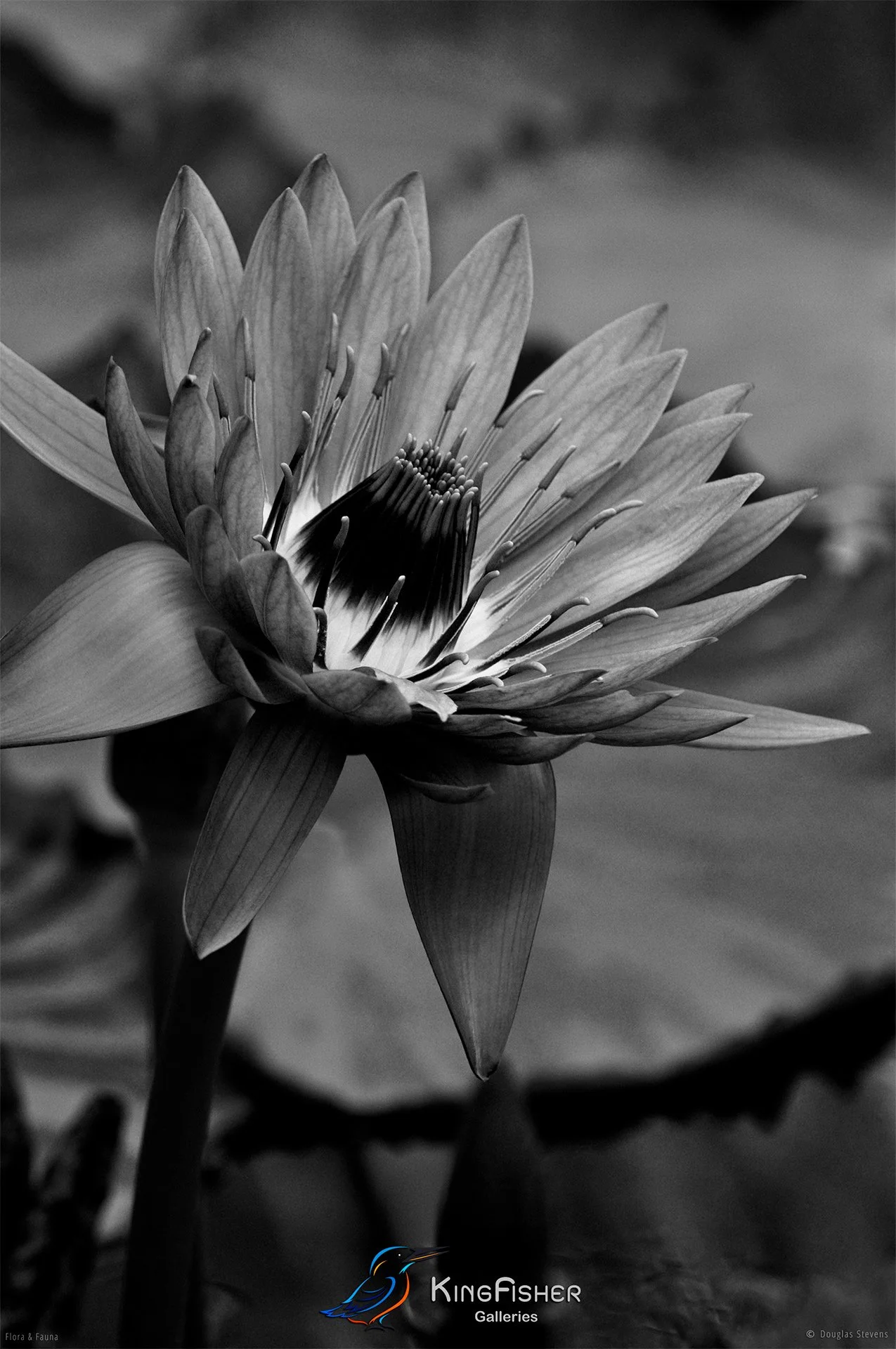 021_DST_Flora_Fauna_2008_Water_Lily_BW.jpg