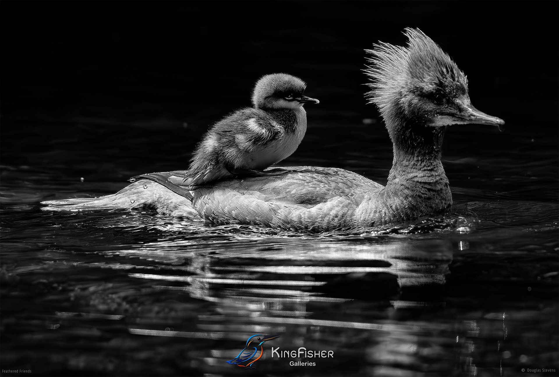 667_DST_Birds_2025_Merganser_Joyride_L_BW.jpg