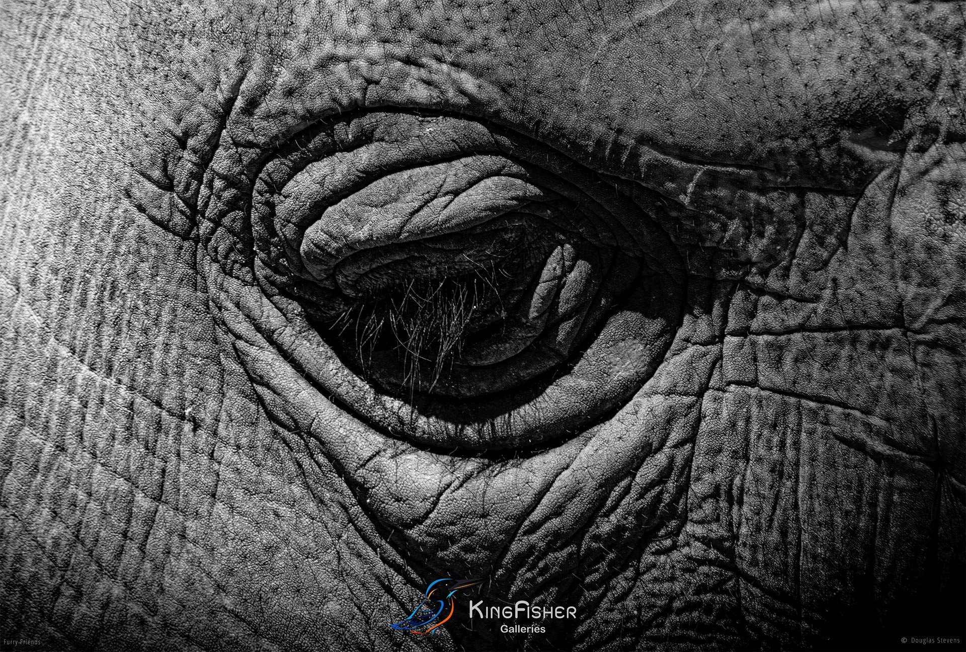 280_DST_Animals_Indian_Elephant_L_BW.jpg