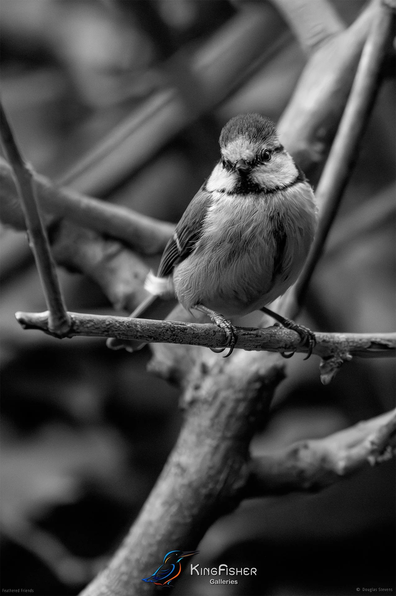 545_DST_Birds_2025_Blue_Tit_P_BW.jpg