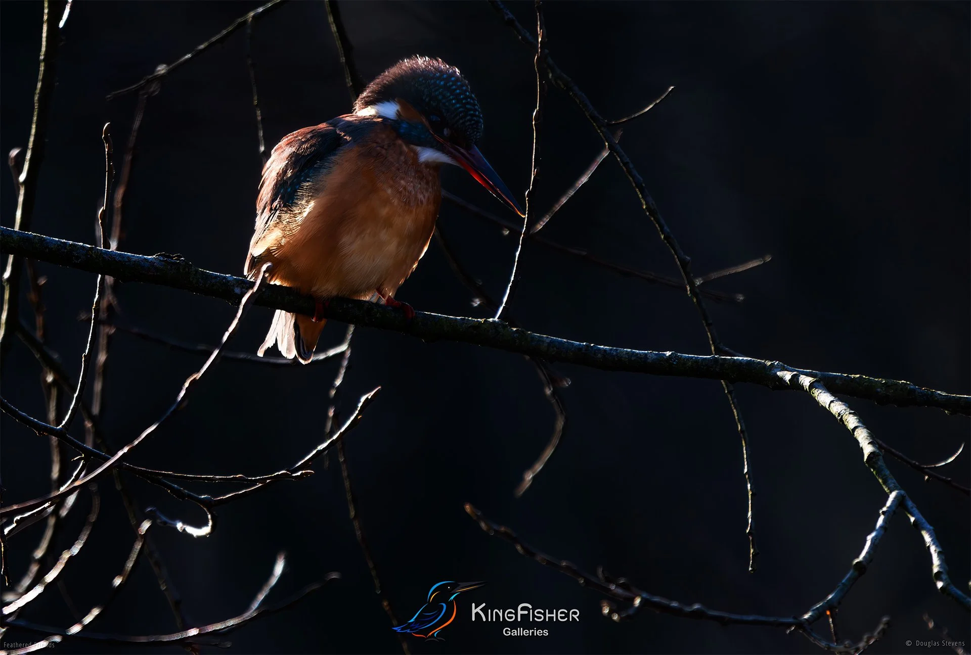 416_DST_Birds_2025_Kingfisher_Backlit_L.jpg