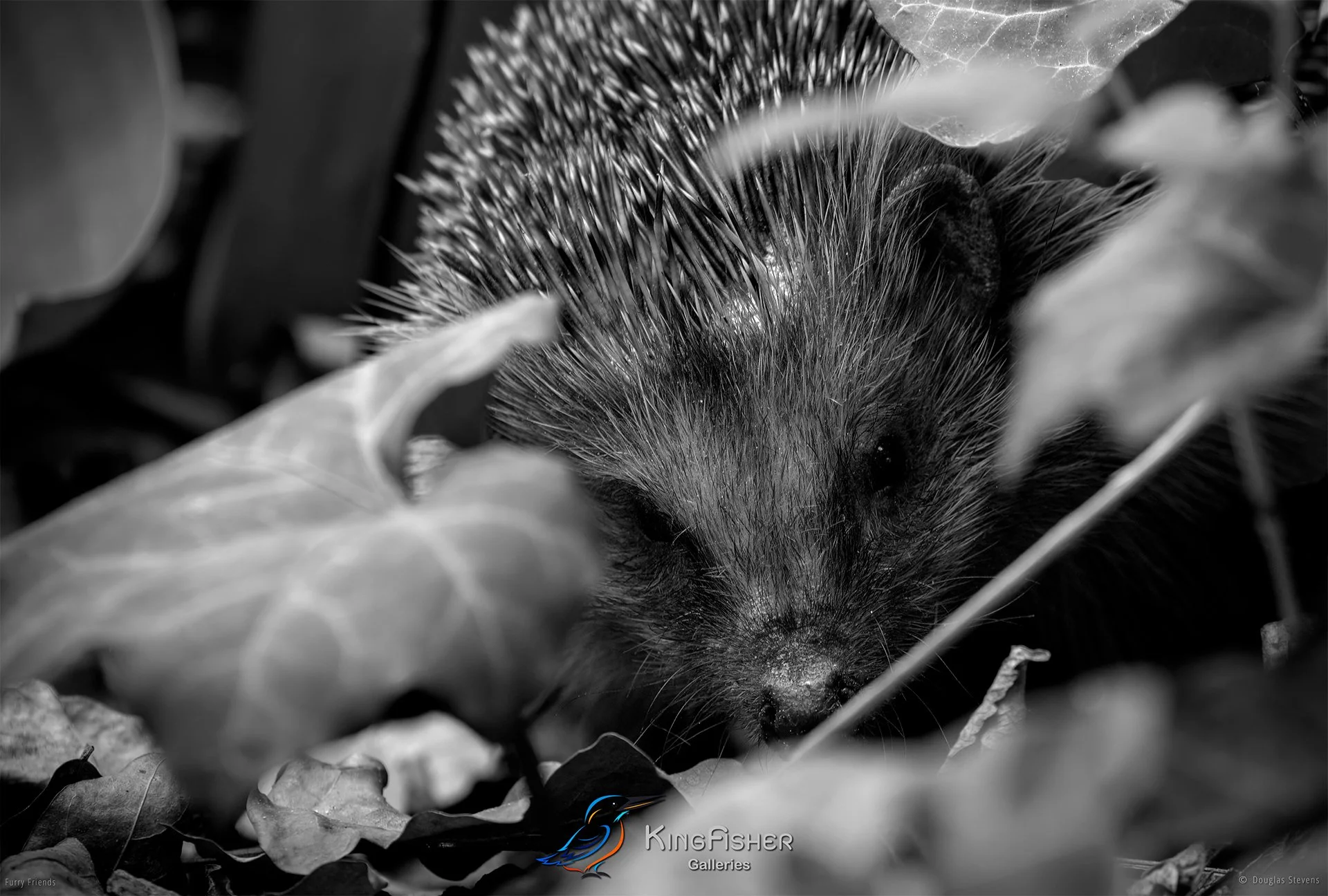 271_DST_Animals_Hibernation_Passe_L_BW.jpg