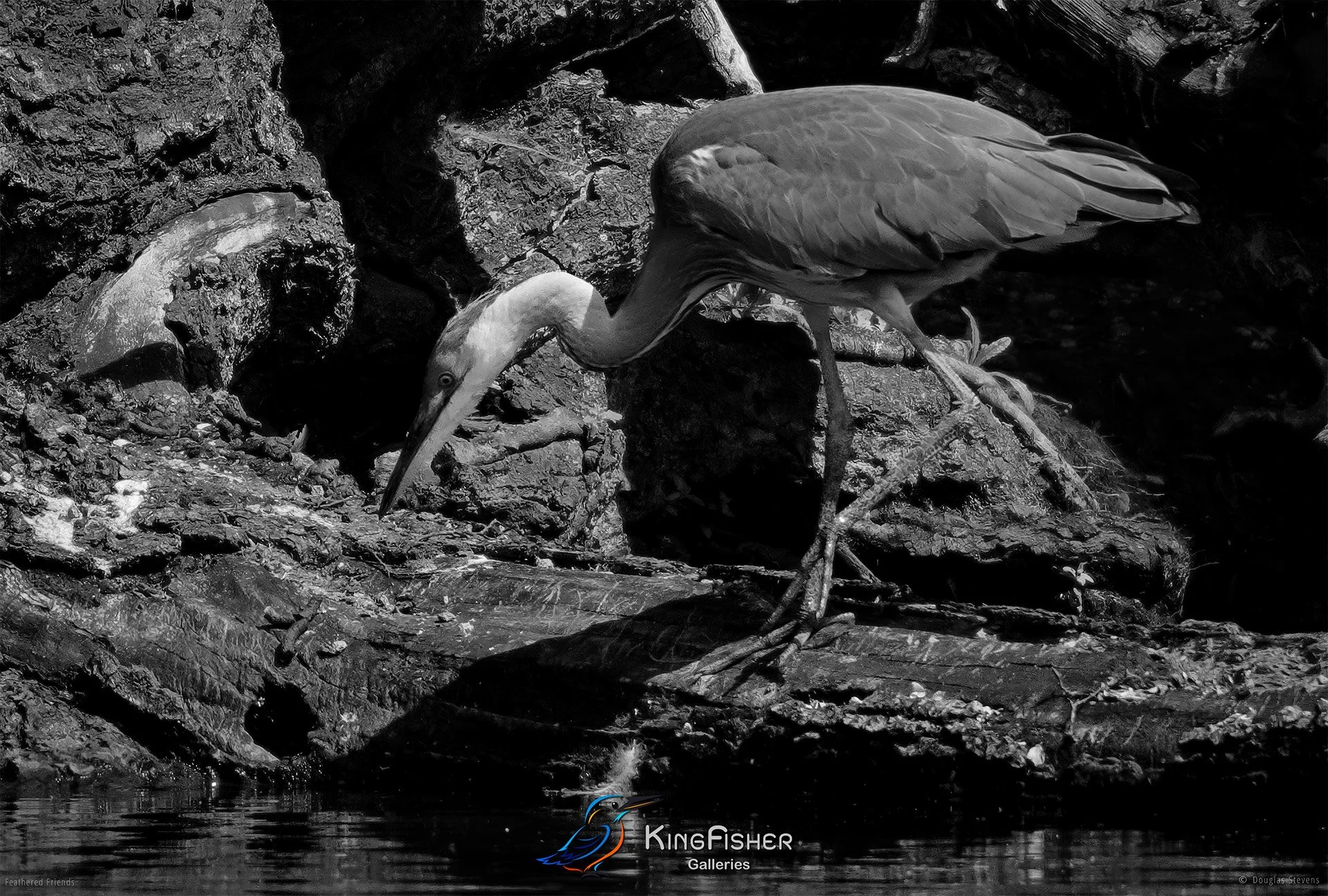 640_DST_Birds_2025_Grey_HJeron_Hunting_L_BW.jpg