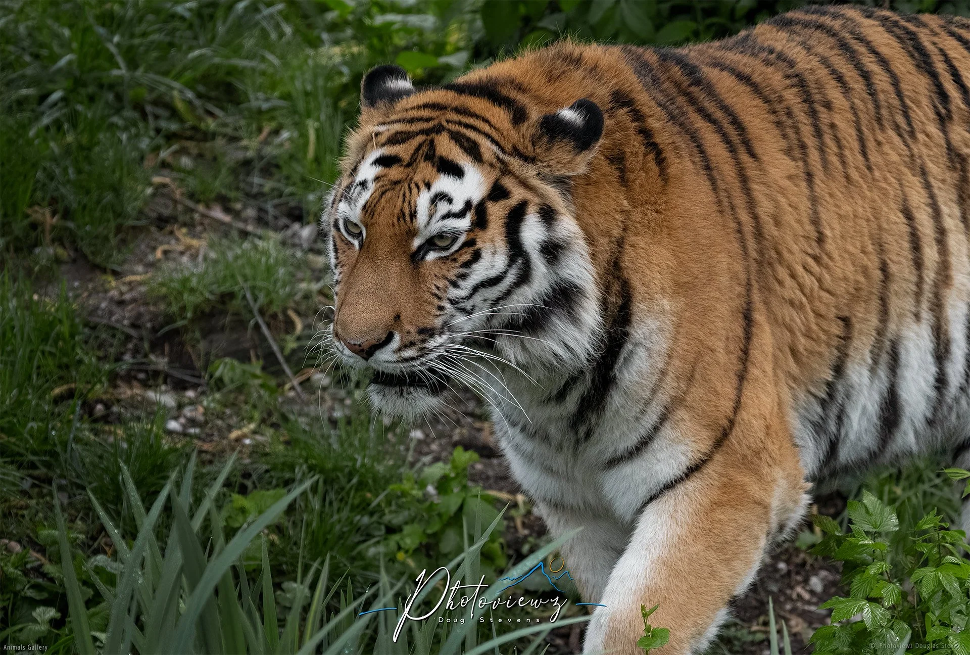 267_DST_Animals_Checking_The_Terrain_L.jpg