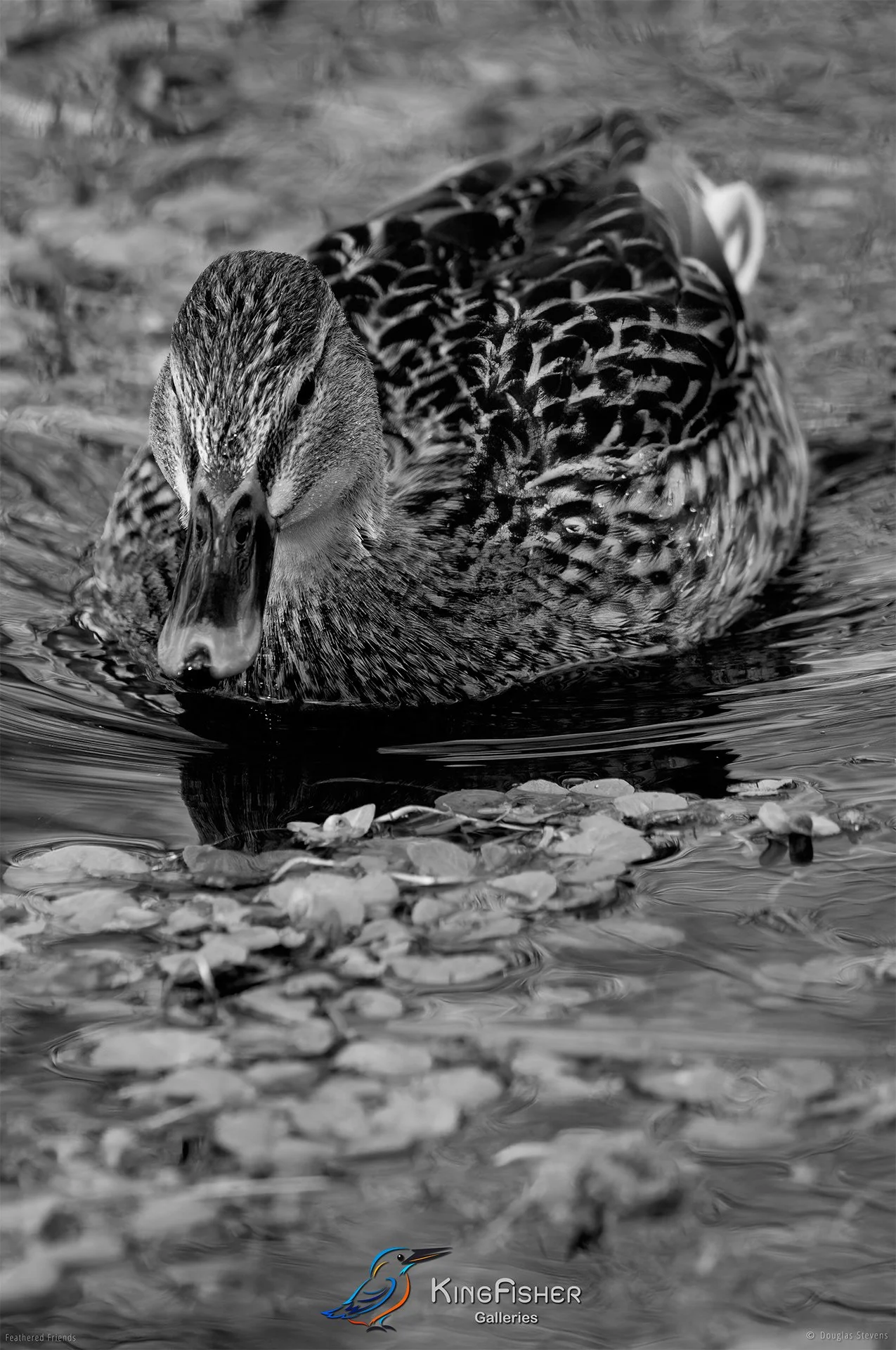 486_DST_Birds_2025_Female_Mallard_P_BW.jpg