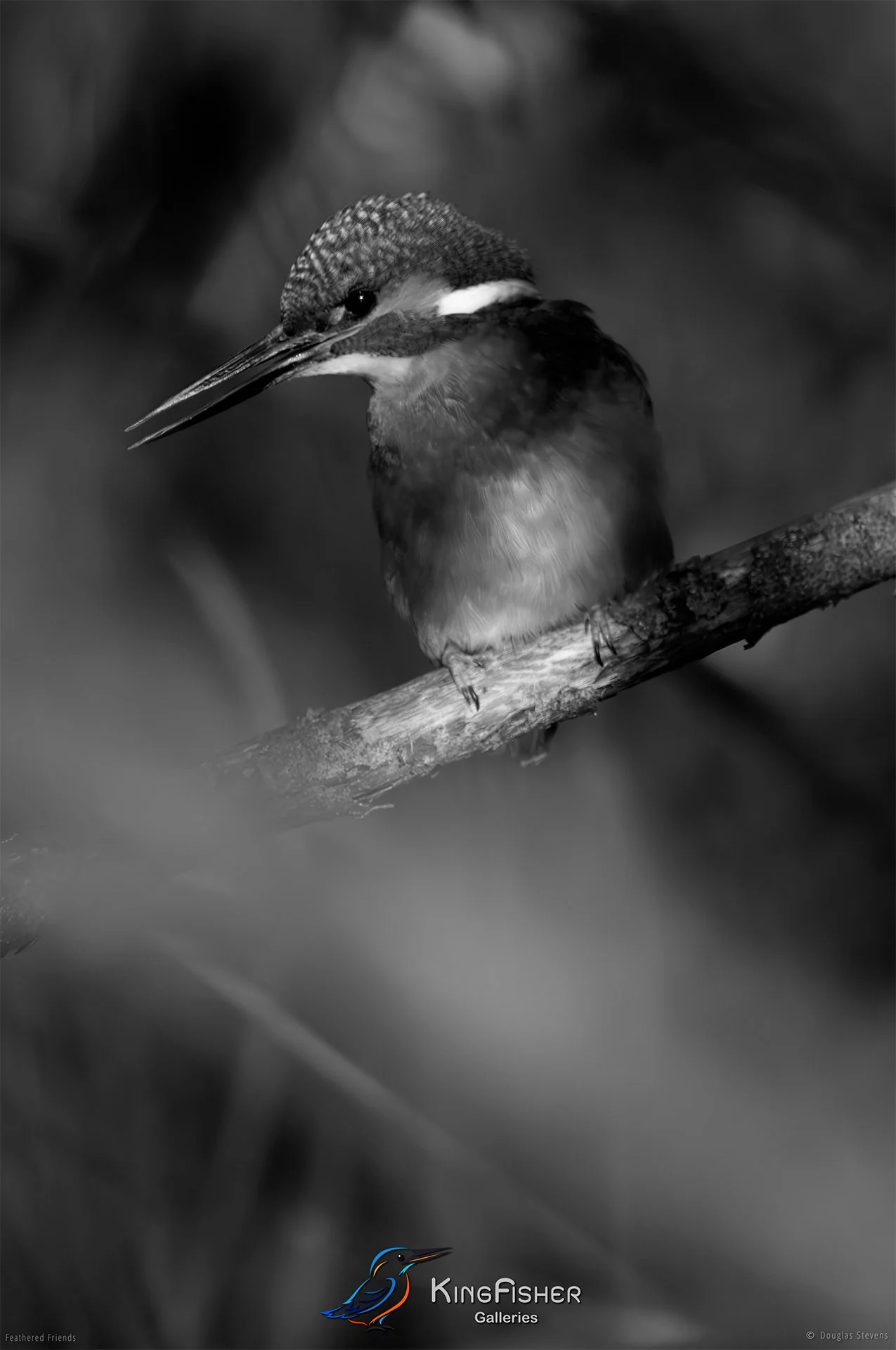500_DST_Birds_2025_Kingfisher_P_BW.jpg