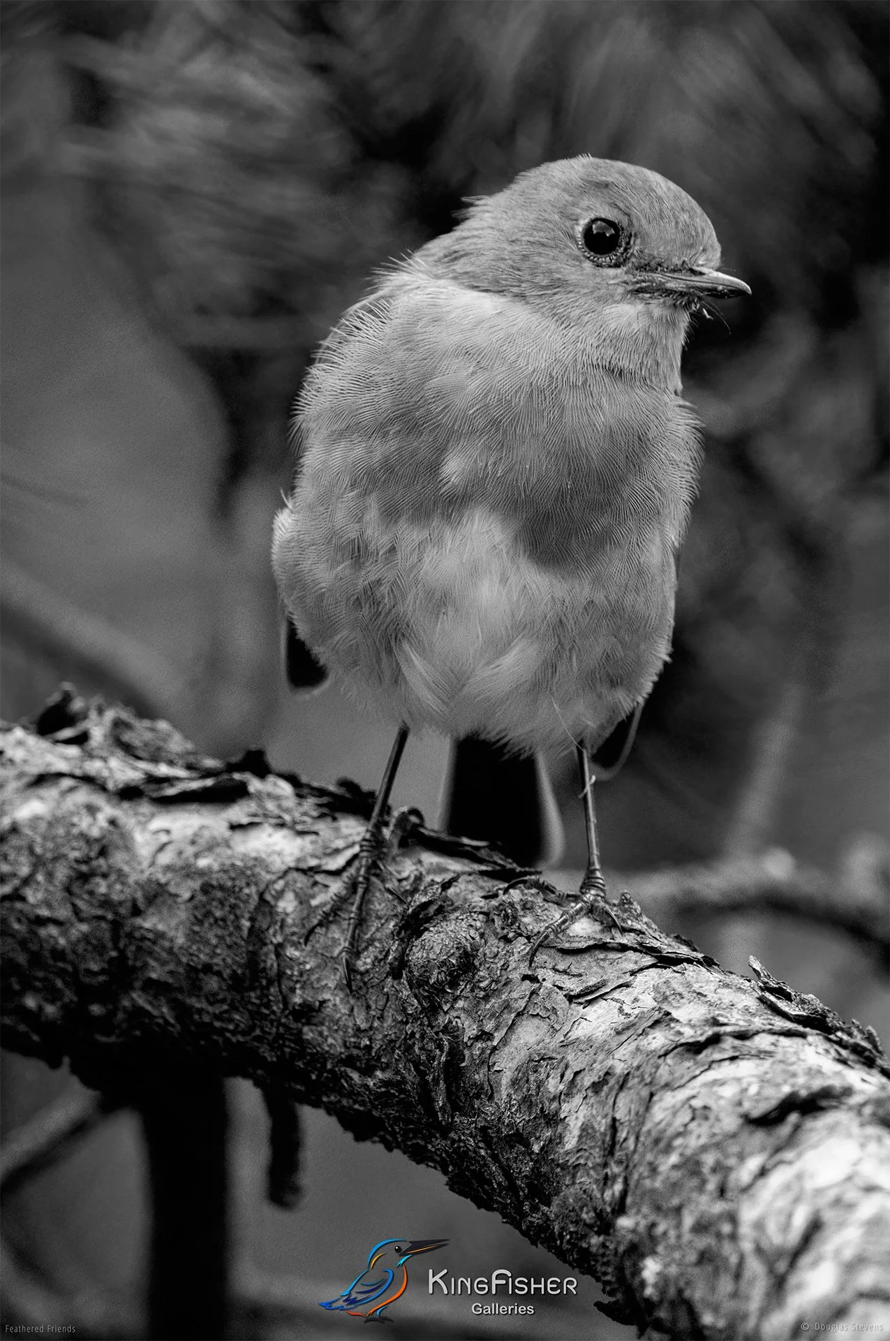 504_DST_Birds_2025_Robin_P_BW.jpg