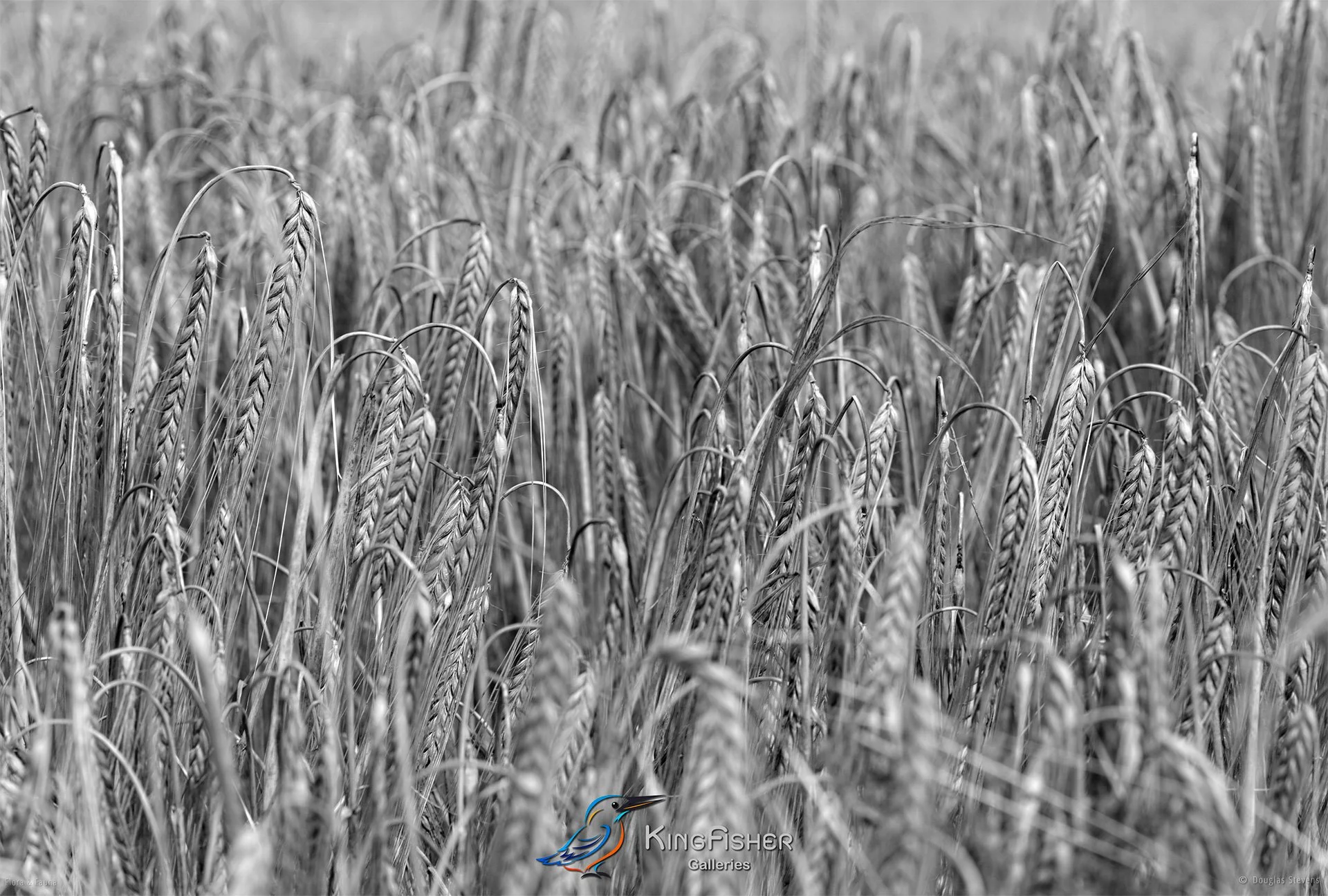 093_DST_Flora_Fauna_2013_Barley_Field_L_BW.jpg