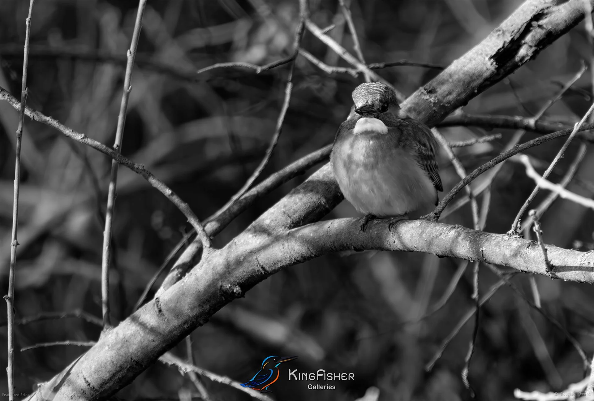 494_DST_Birds_2025_Kingfisher_L_BW.jpg