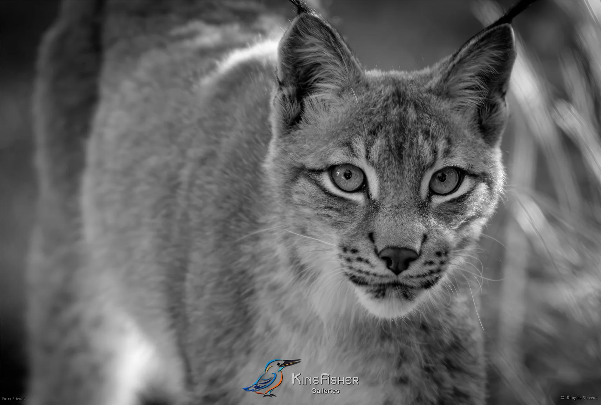 297_DST_Animals_Eurasian_Lynx_On_The_Prowl_L_BW.jpg