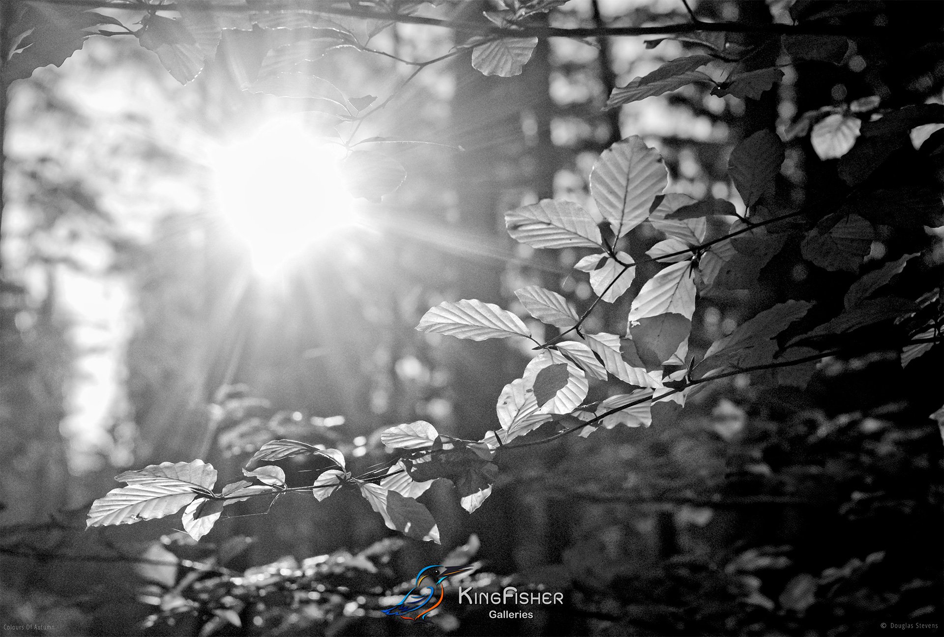 041_DST_Colours_Of_Autumn_L_BW.jpg