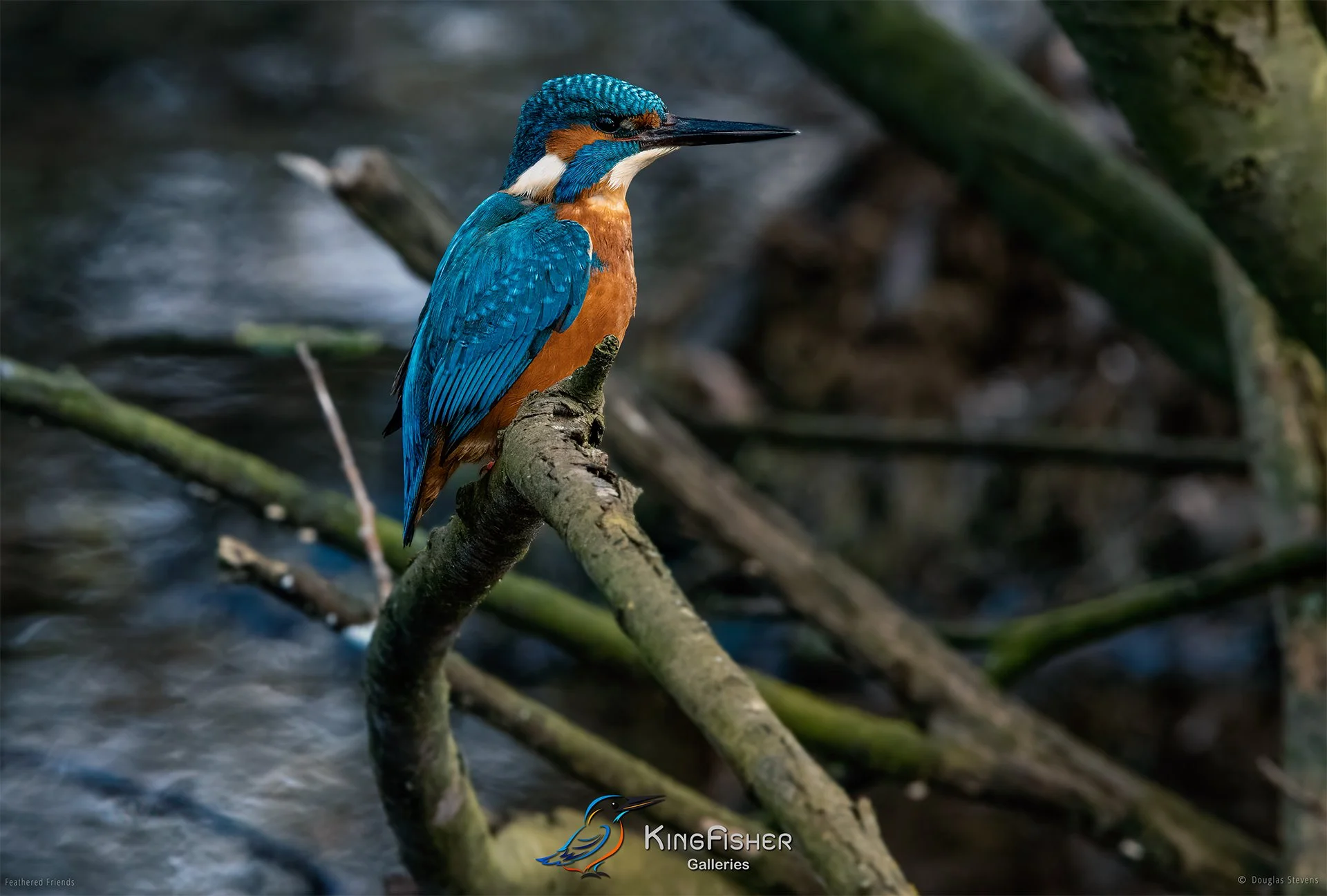 397_DST_Birds_2025_Kingfisher_L.jpg