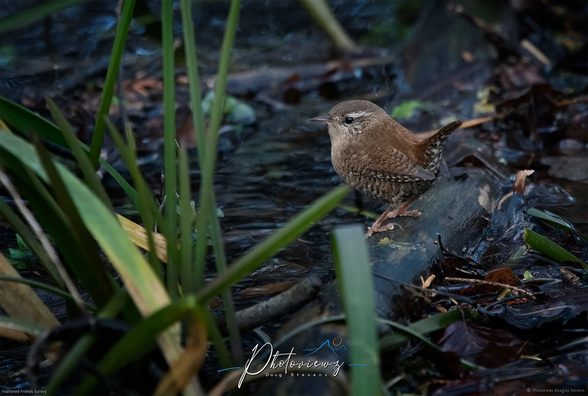 404_DST_Birds_2025_Wren_L.jpg