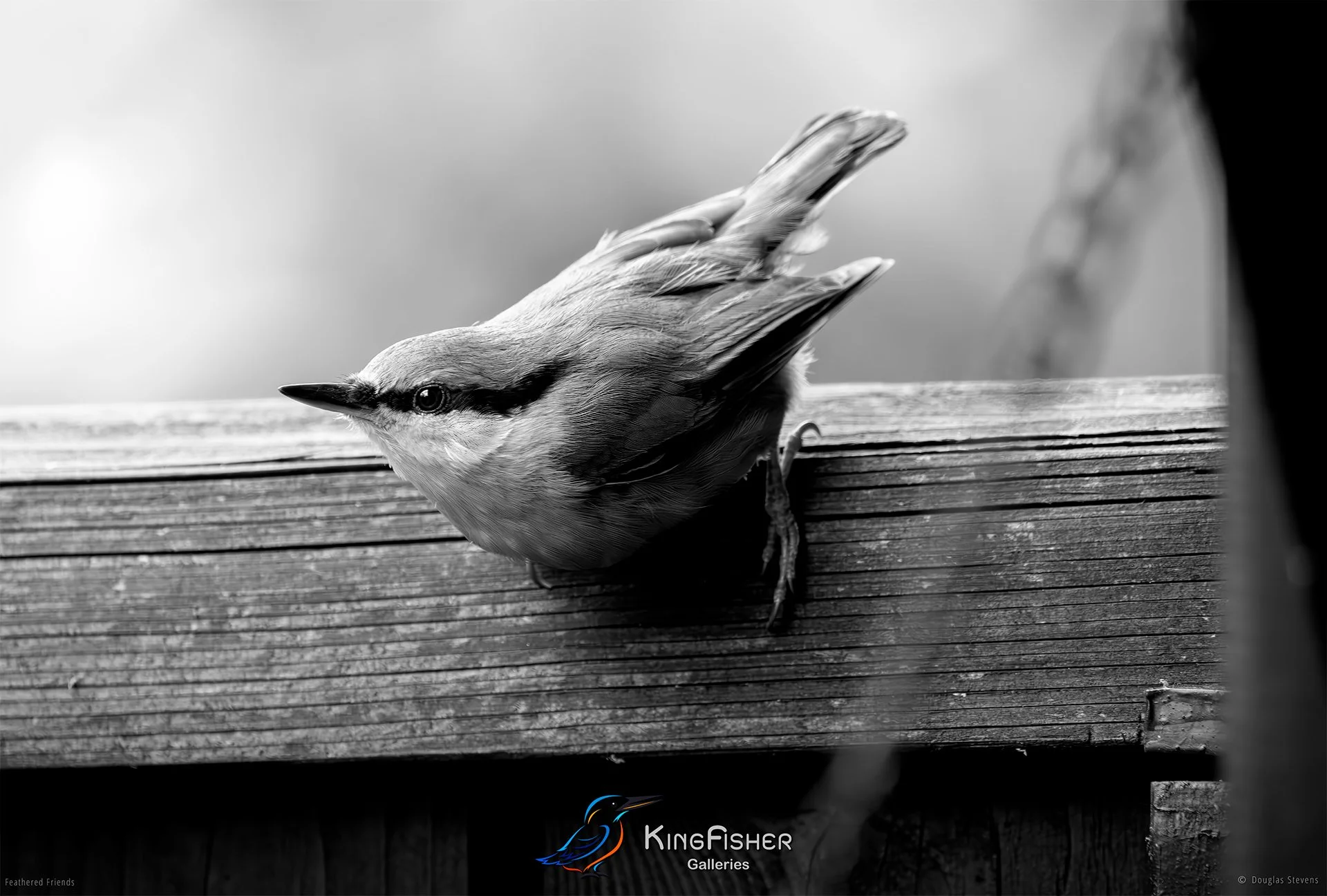 536_DST_Birds_2025_Nuthatch_Waiting_L_BW.jpg