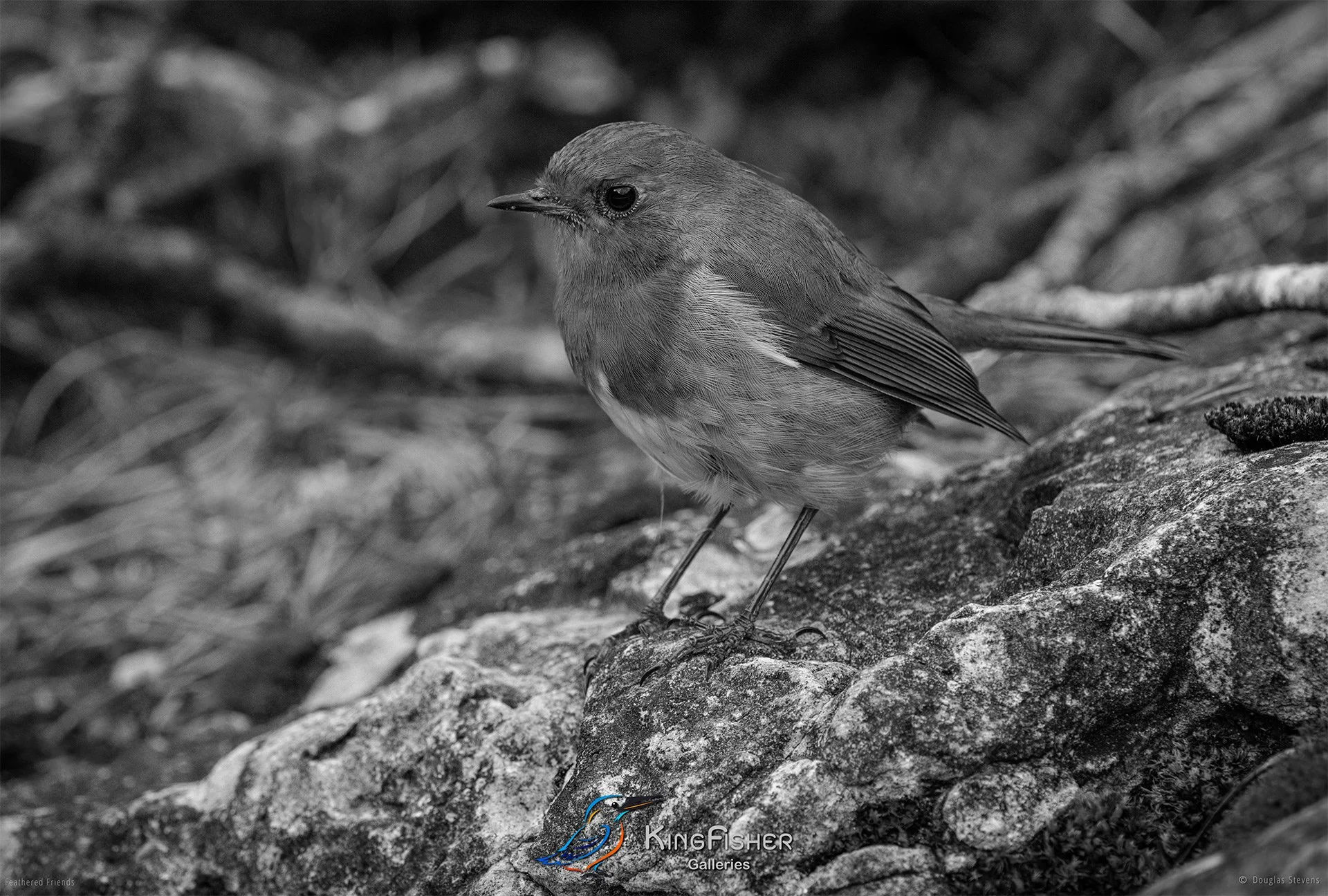 504_DST_Birds_2025_Robin_Portrait_L_BW.jpg