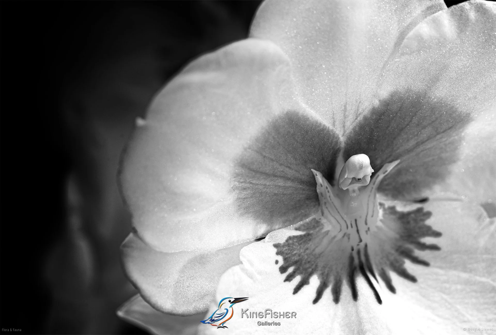 089_DST_Flora_Fauna_2013_Miltonia_Orchid_L_BW.jpg