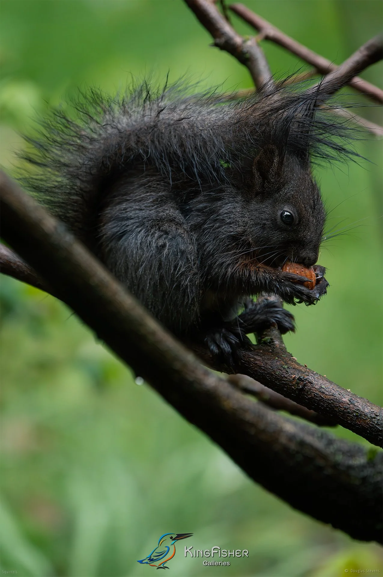 579_DST_Squirrels_Rainy_Breakfast_2_P.jpg