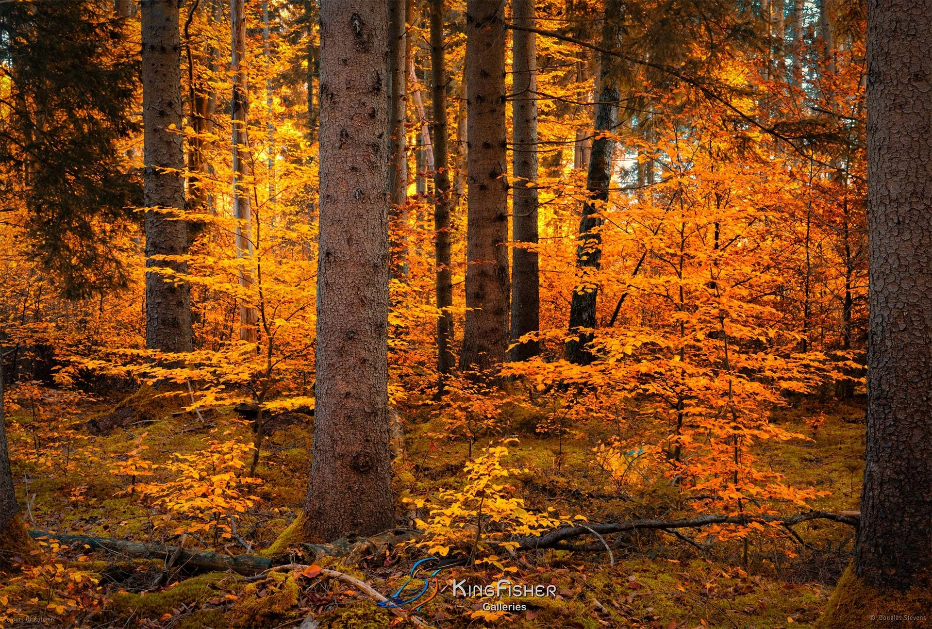 043_DST_Colours_Of_Autumn_L.jpg