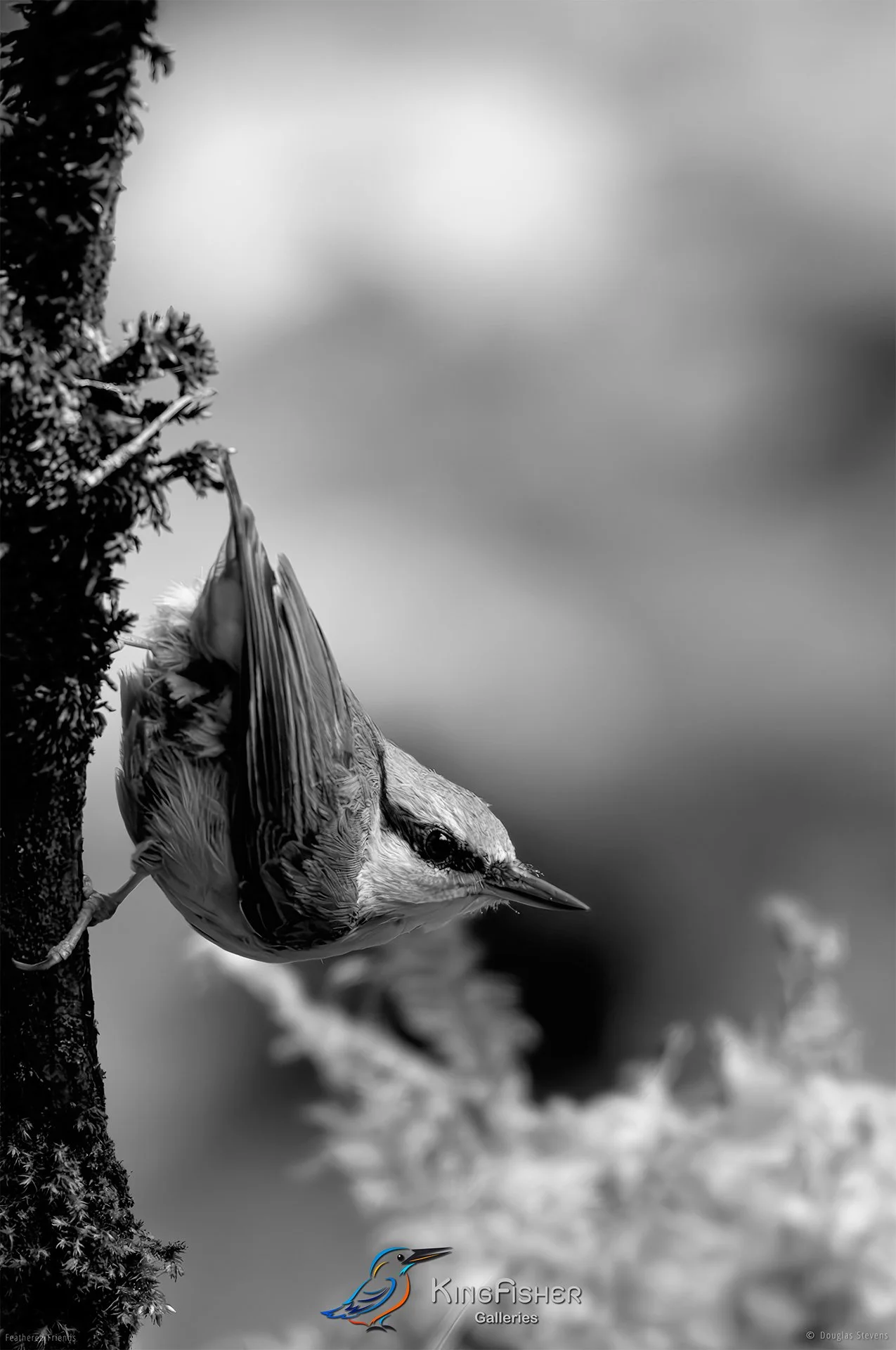 586_DST_Birds_2025_Nuthatch_Harmony_And_Balance_P_BW.jpg