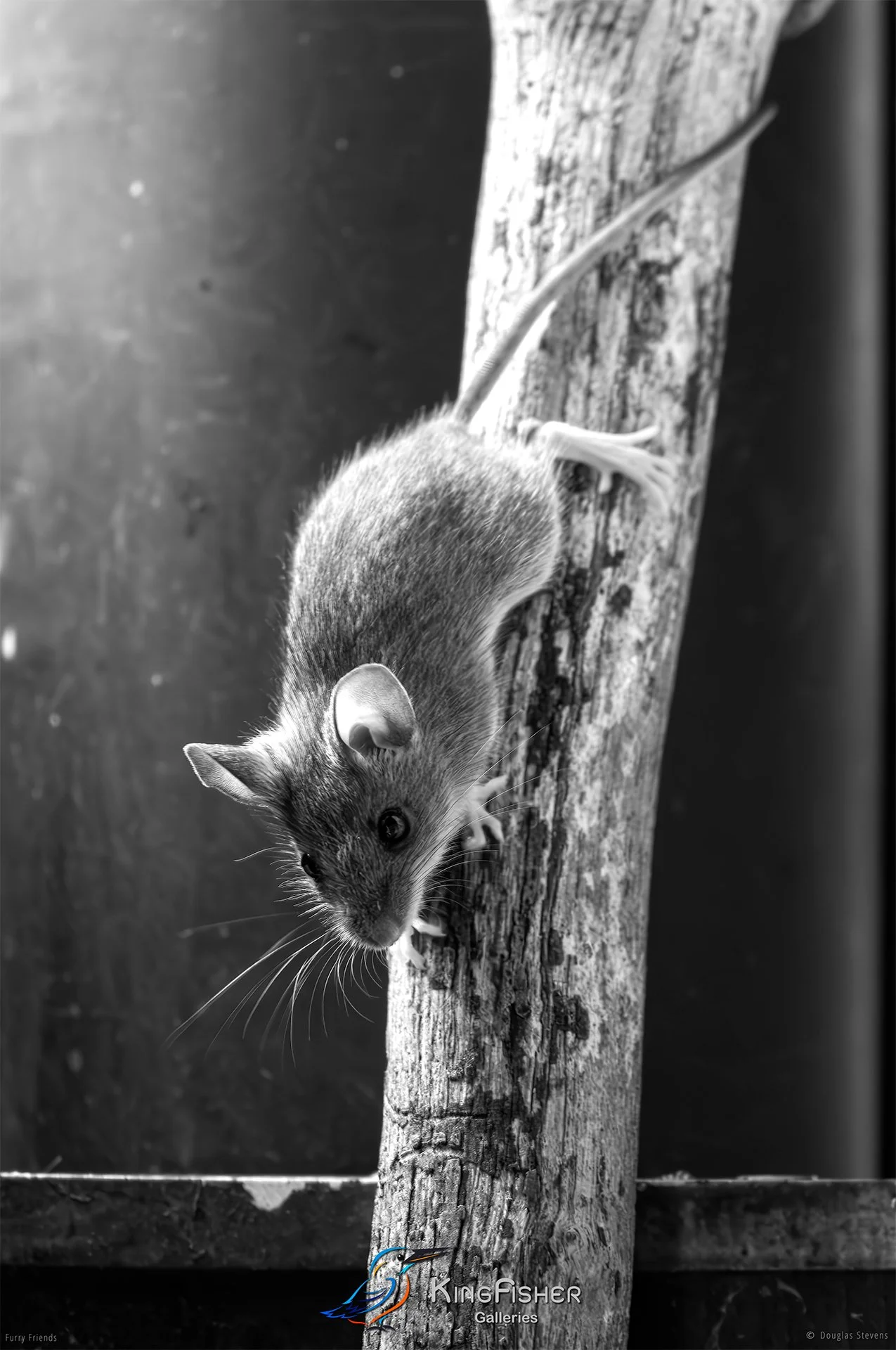 276_DST_Animals_Wood_Mouse_P_BW.jpg